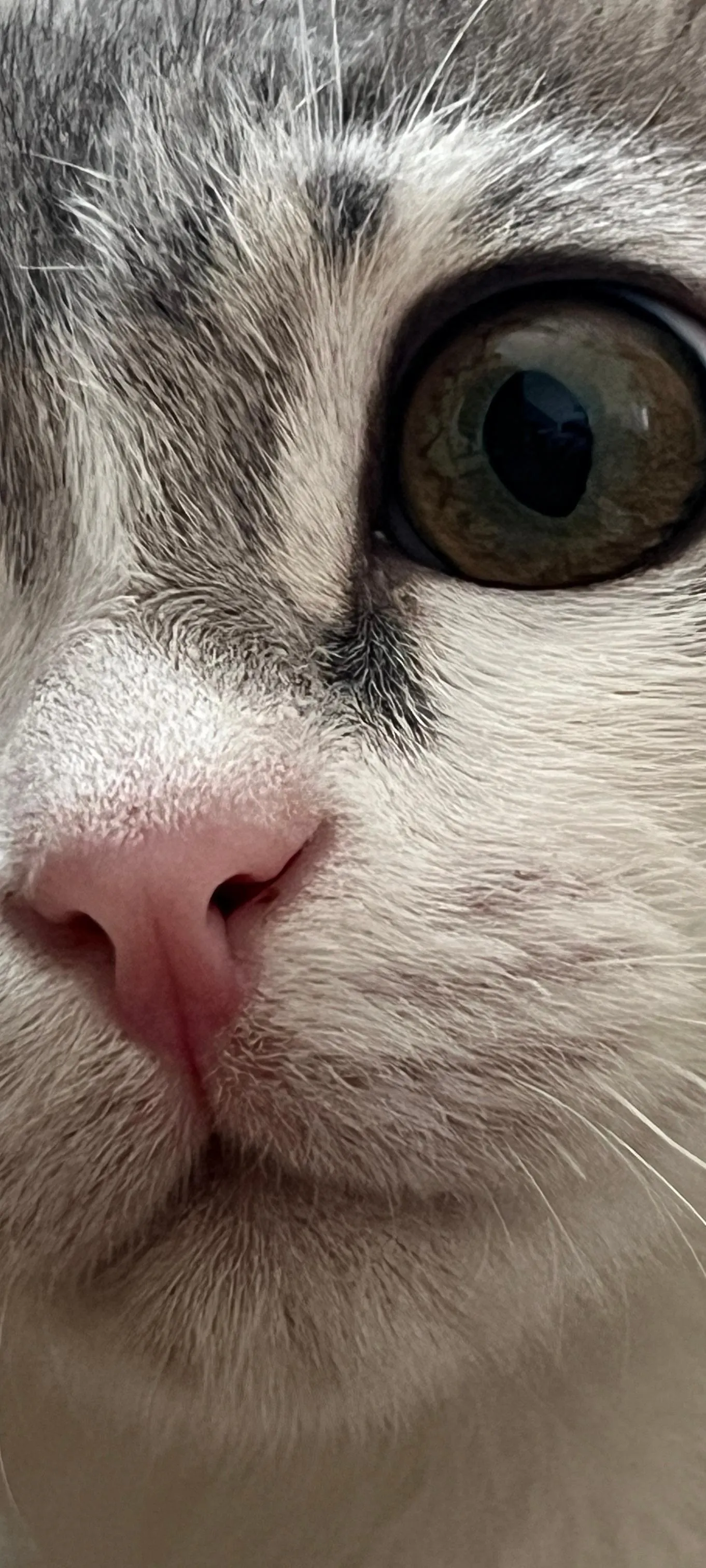 Cute Gray Cat Closeup Mobile Wallpaper in HD Wallpaper