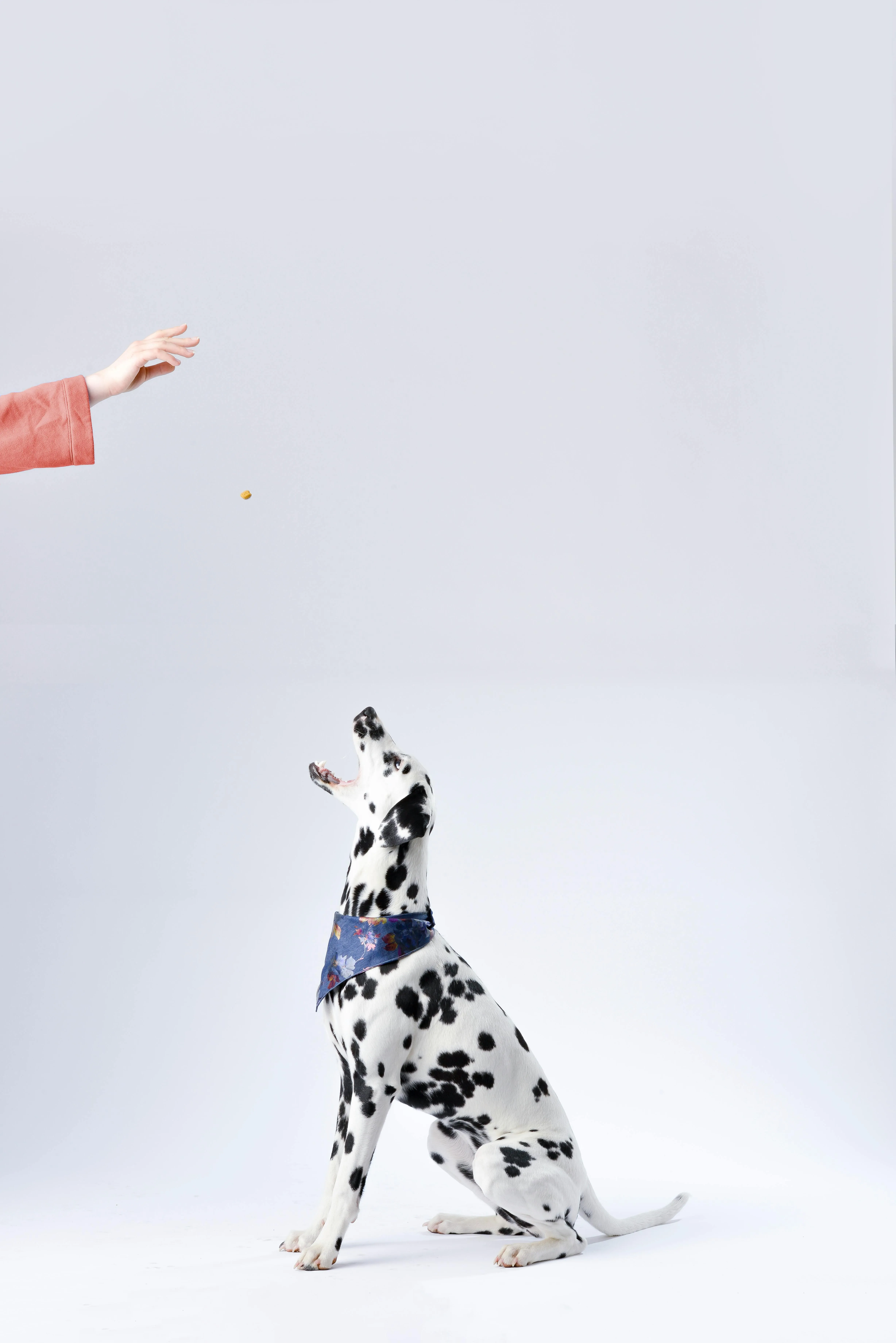 Dalmatian dog sitting and playing with owner free Wallpaper