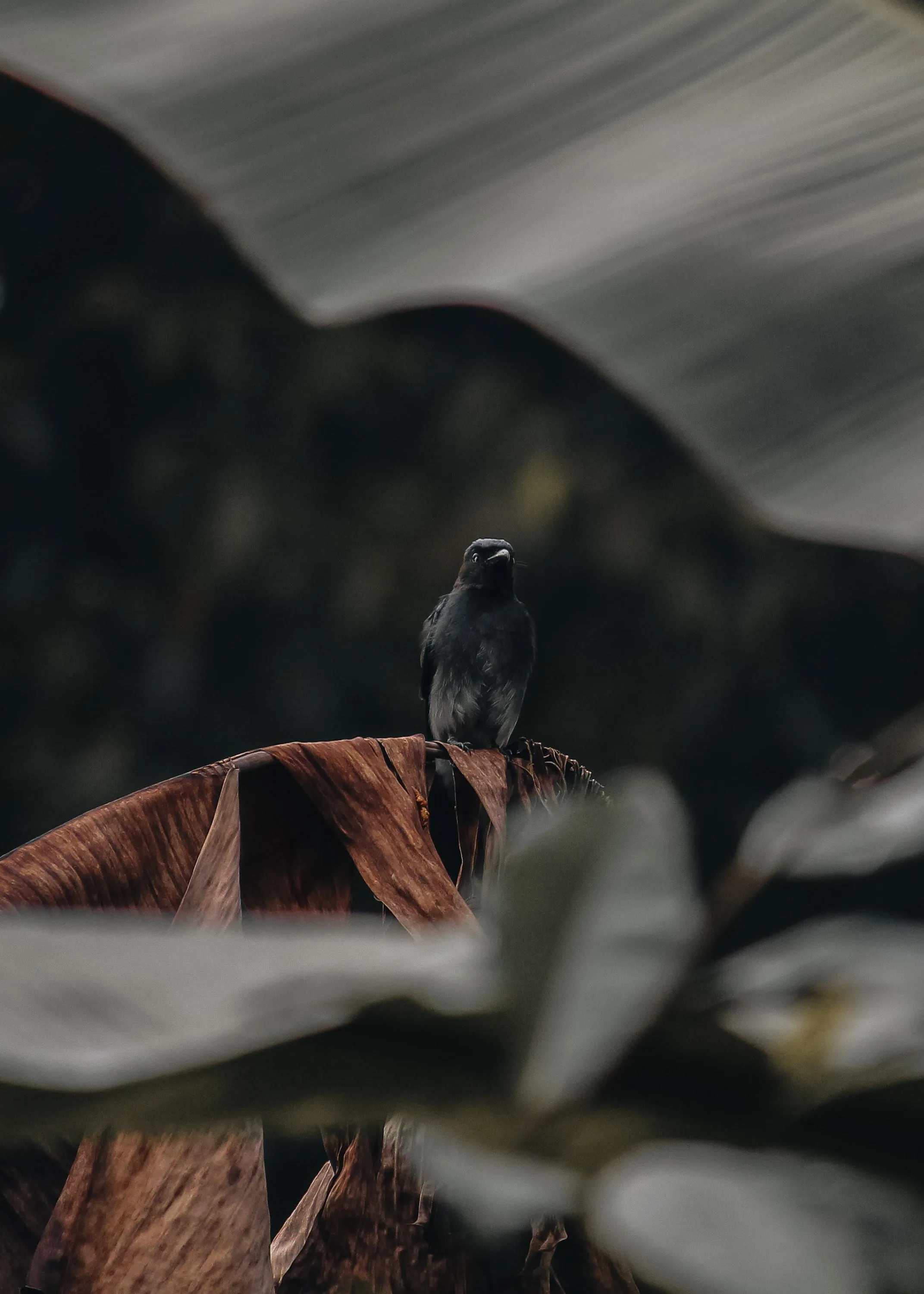 Dark Artistic Photo with Focus on Plant and Crow Wallpaper