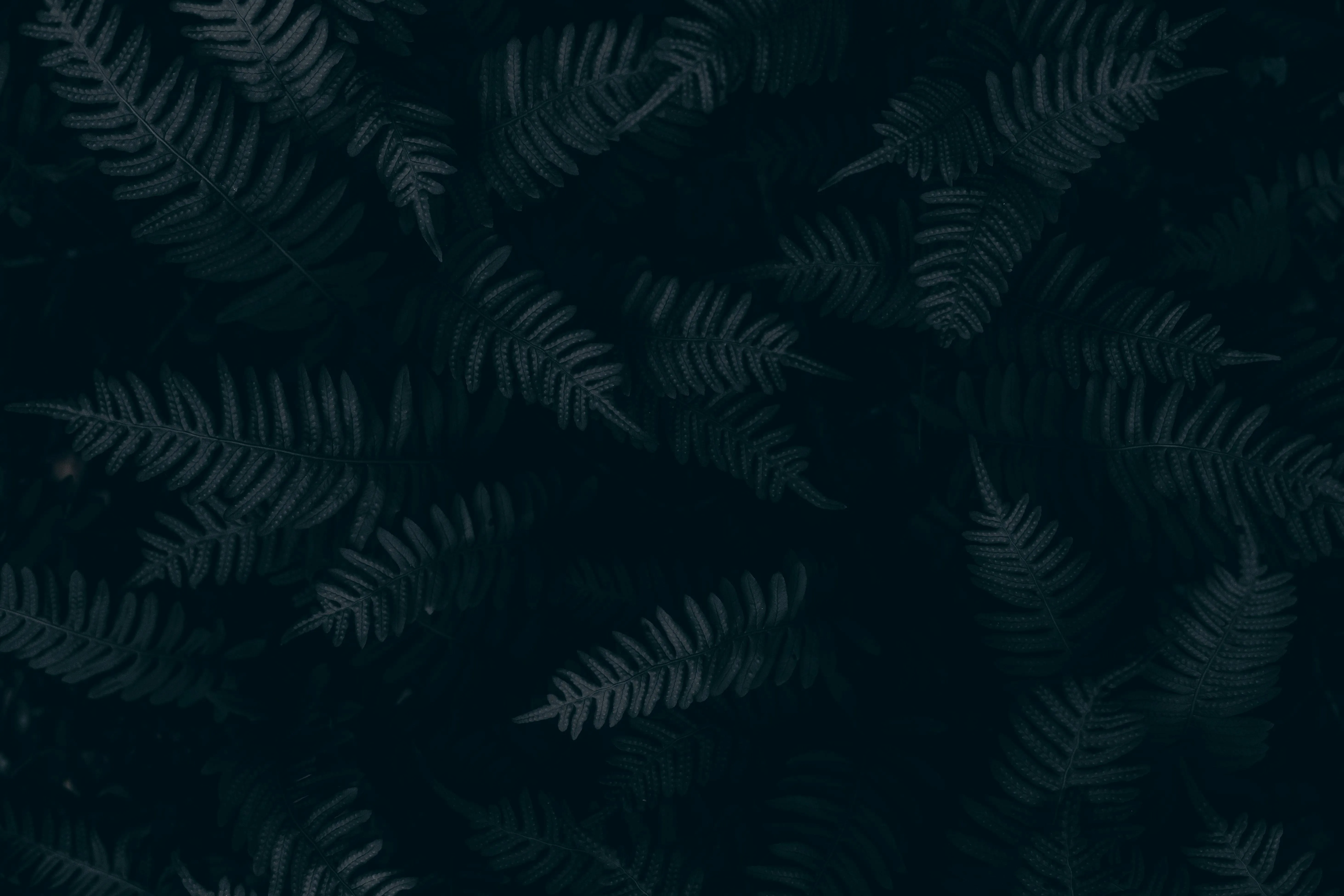 Dark background with black leaves in shadows free Wallpaper