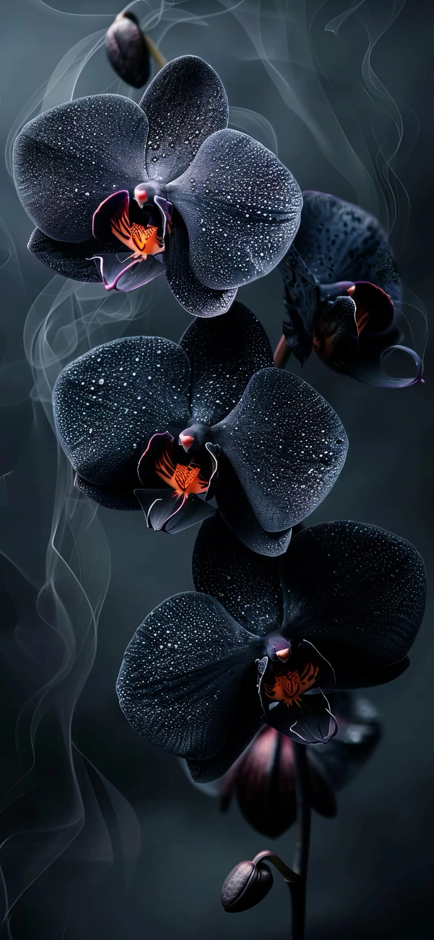 Dark Black Orchid Flowers with Red Center on Black Mobile