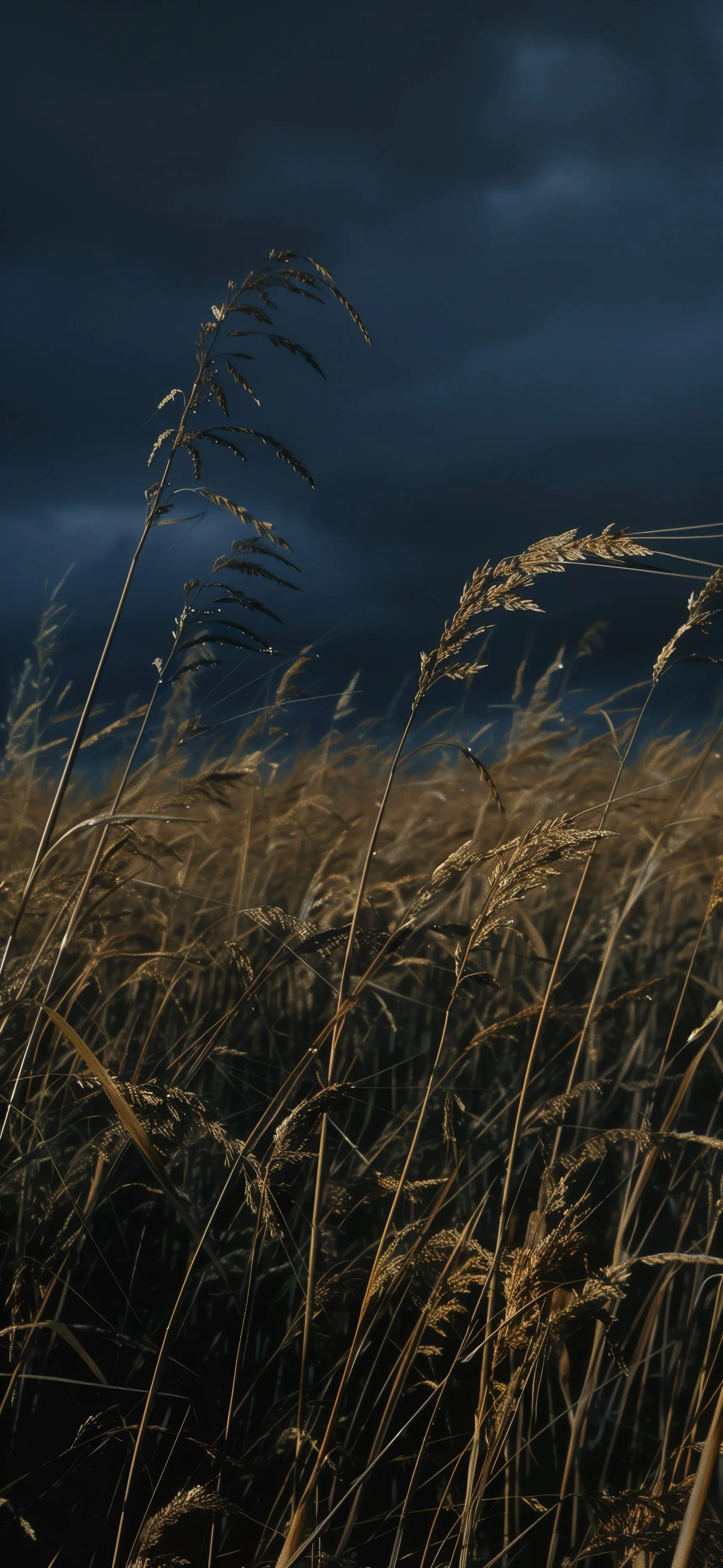 Dark Evening Field with Golden Grass Movement Wallpaper