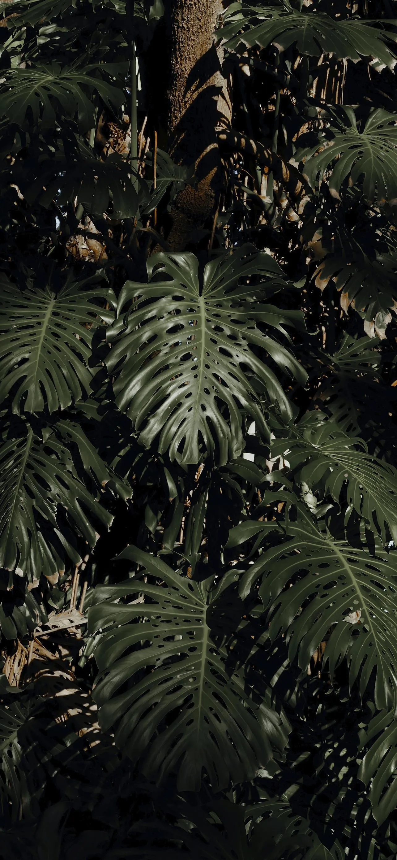 Dark Forest Foliage with Moody Lighting and Texture