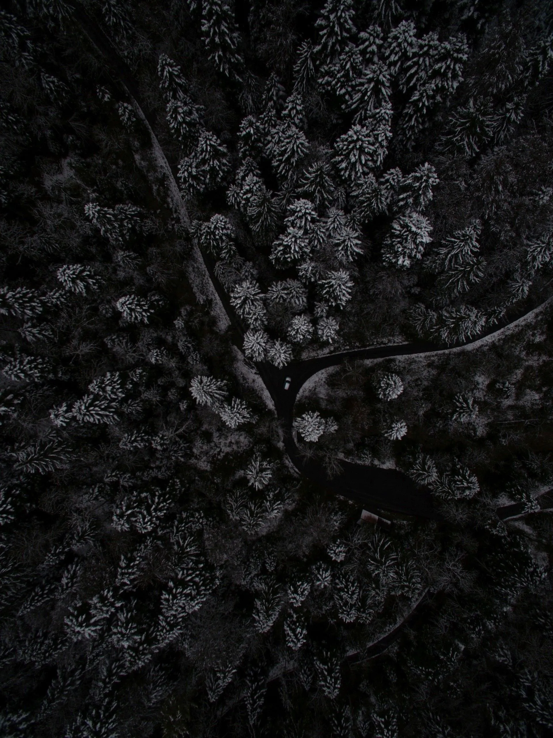 Dark forest top view with high contrast black textures image