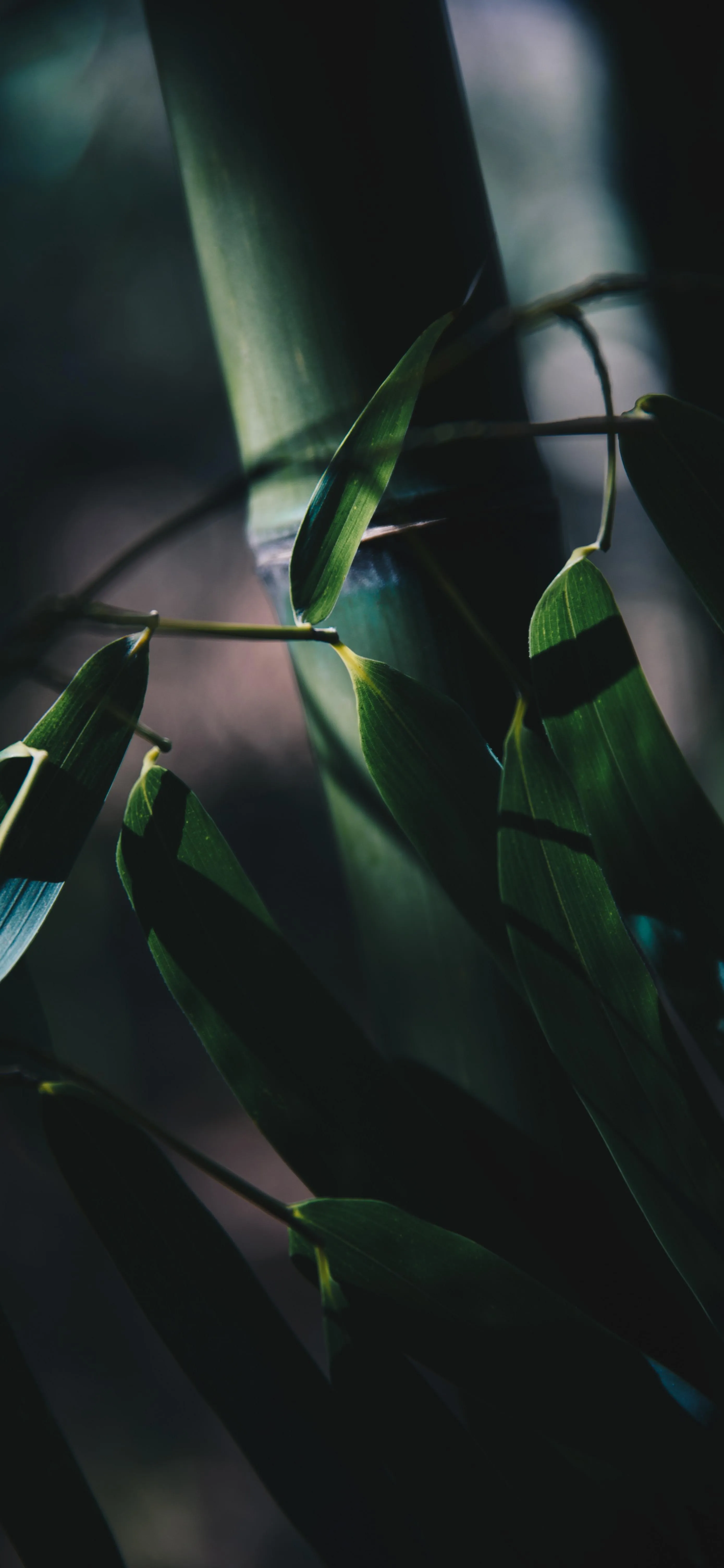Dark Green Jungle Plant with Abstract Shadow and Light