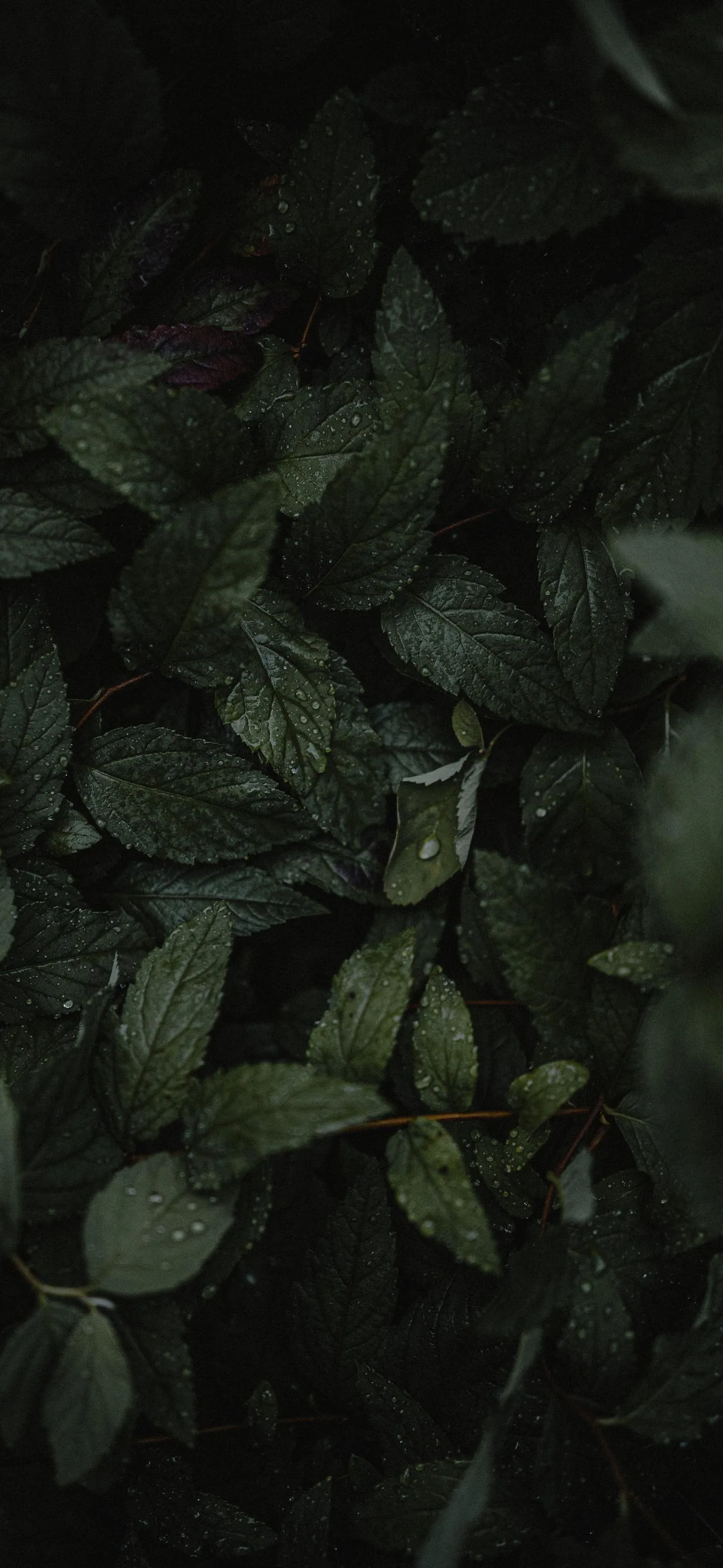 Dark green leaves in moody forest lighting environment