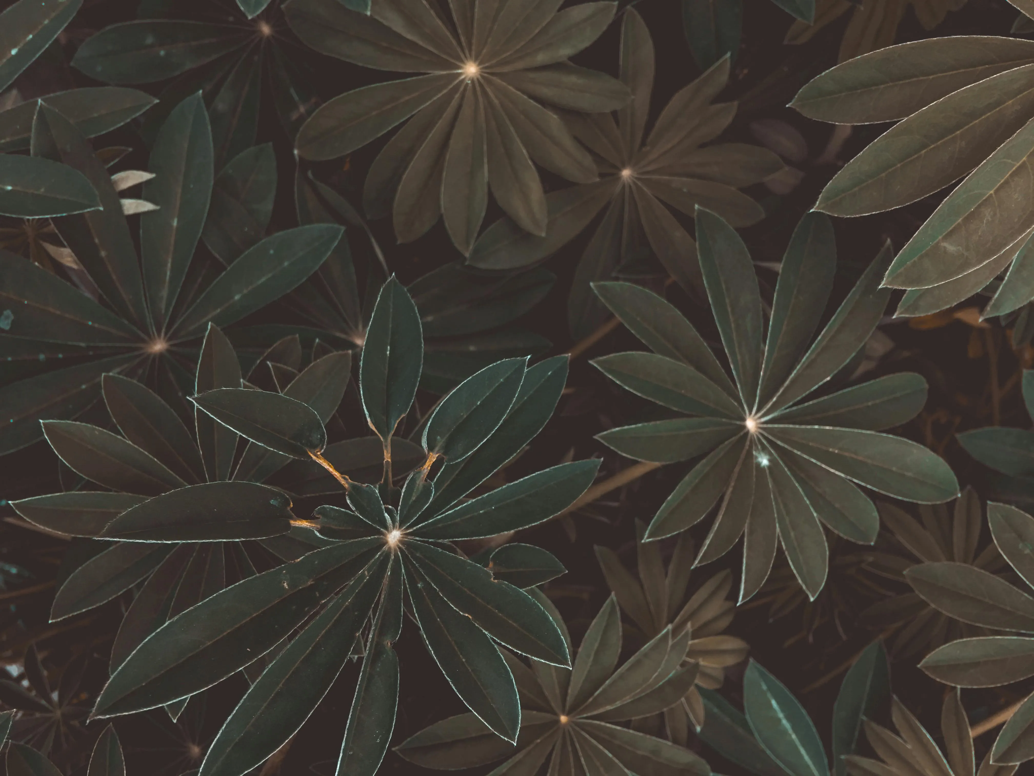 Dark green tropical leaves with star shaped pattern 4K image