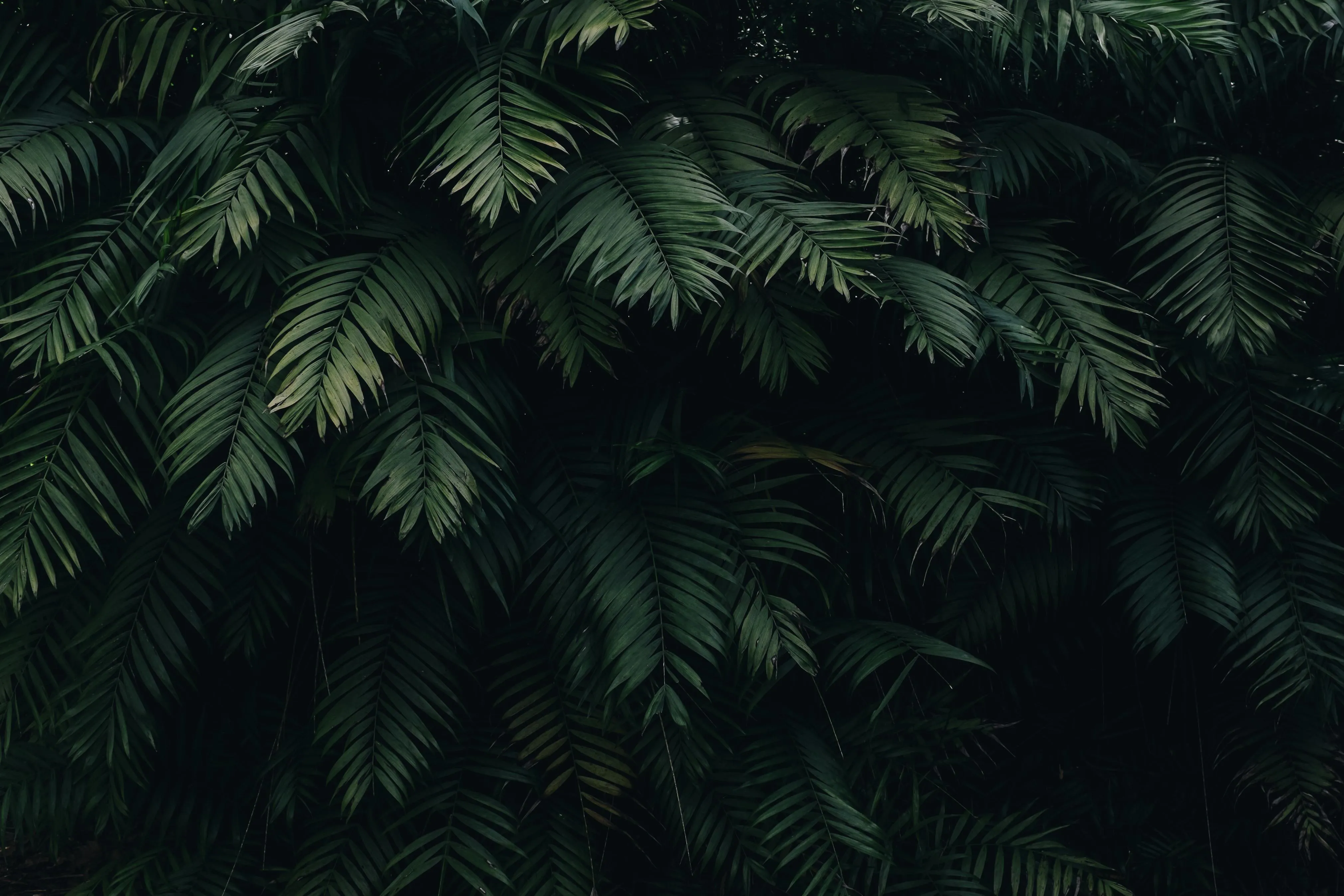 Dark green tropical palm leaves creating dense foliage image