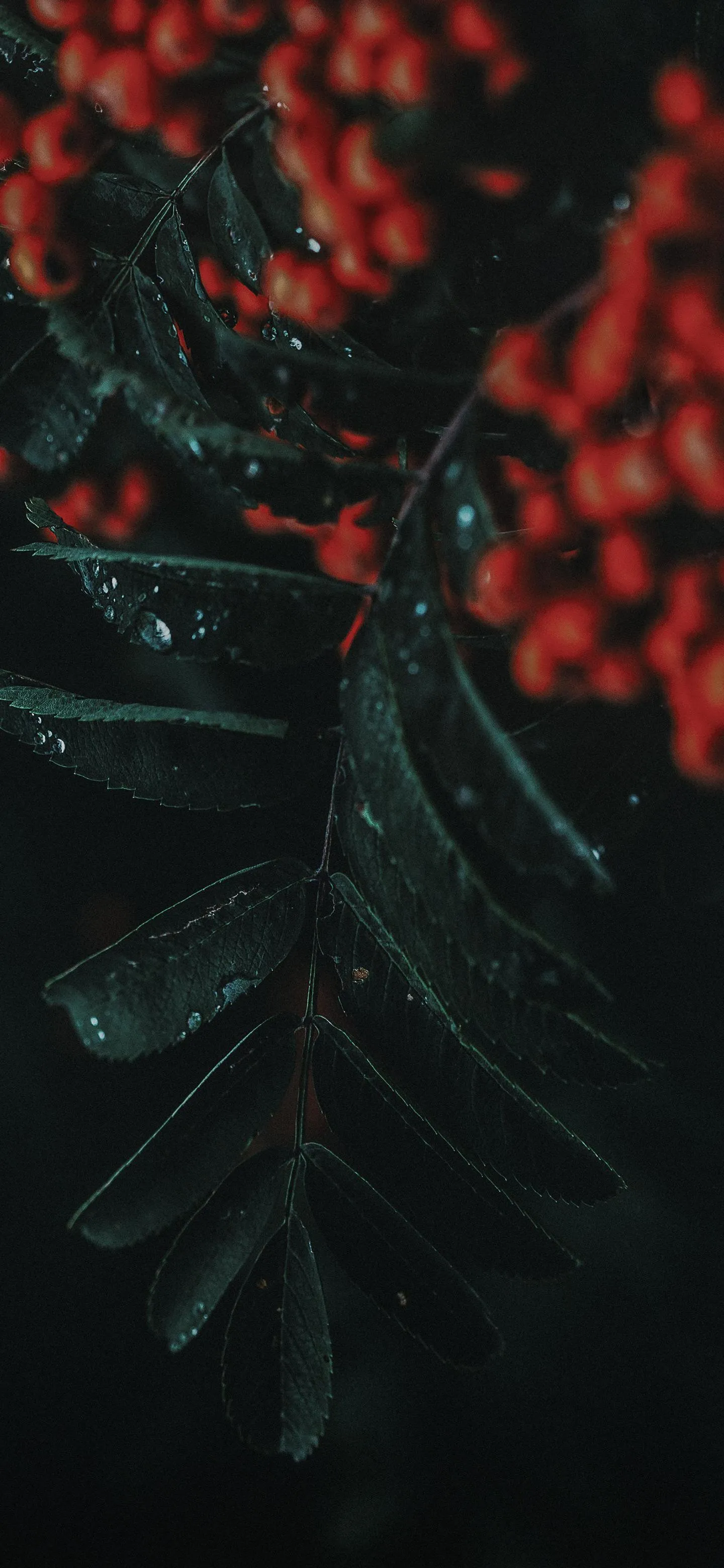Dark Leaves with Red Berries in Soft Shadow Light Wallpaper