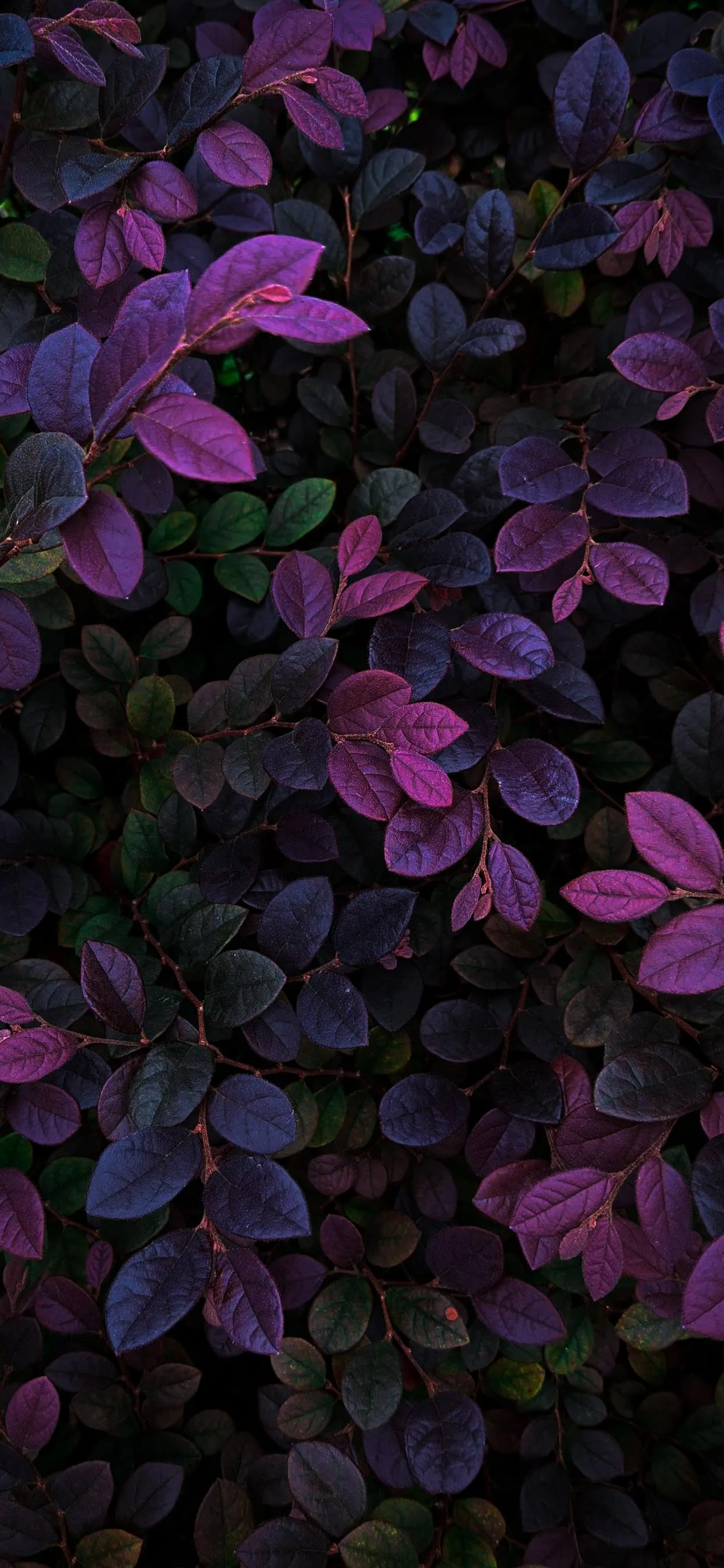 Dark Purple Flower Leaves Closeup with Black Background