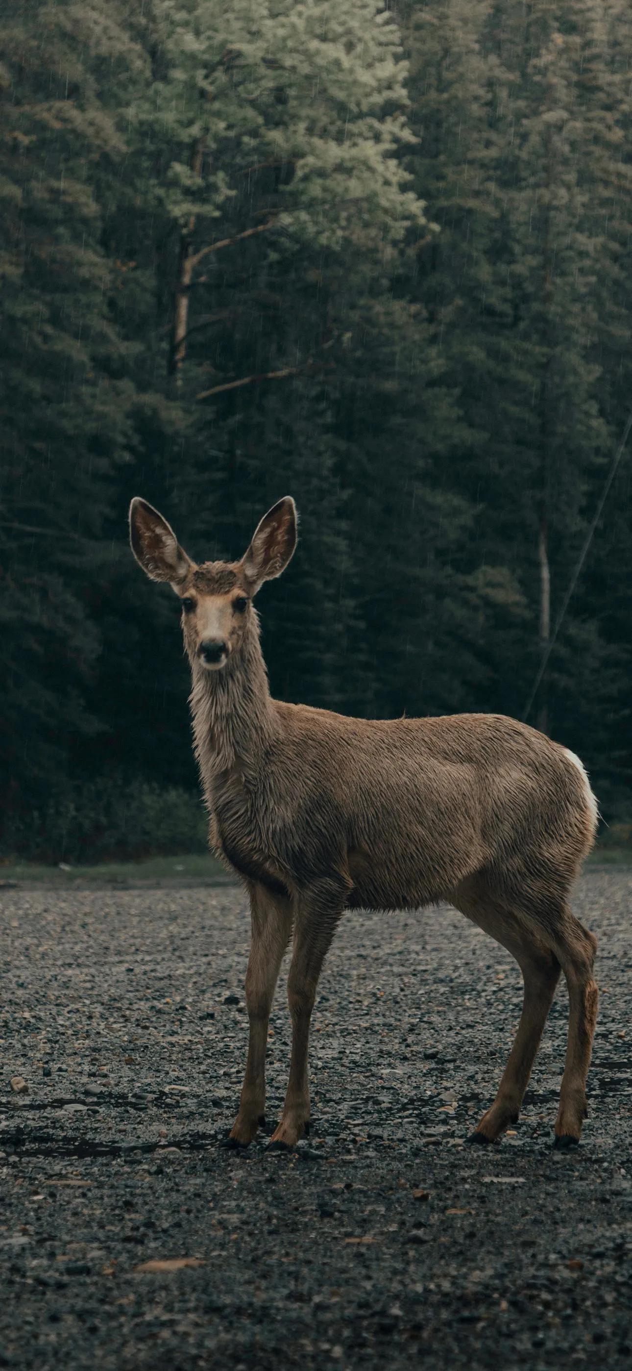 Deer Standing in Forest with Green Trees Background HD