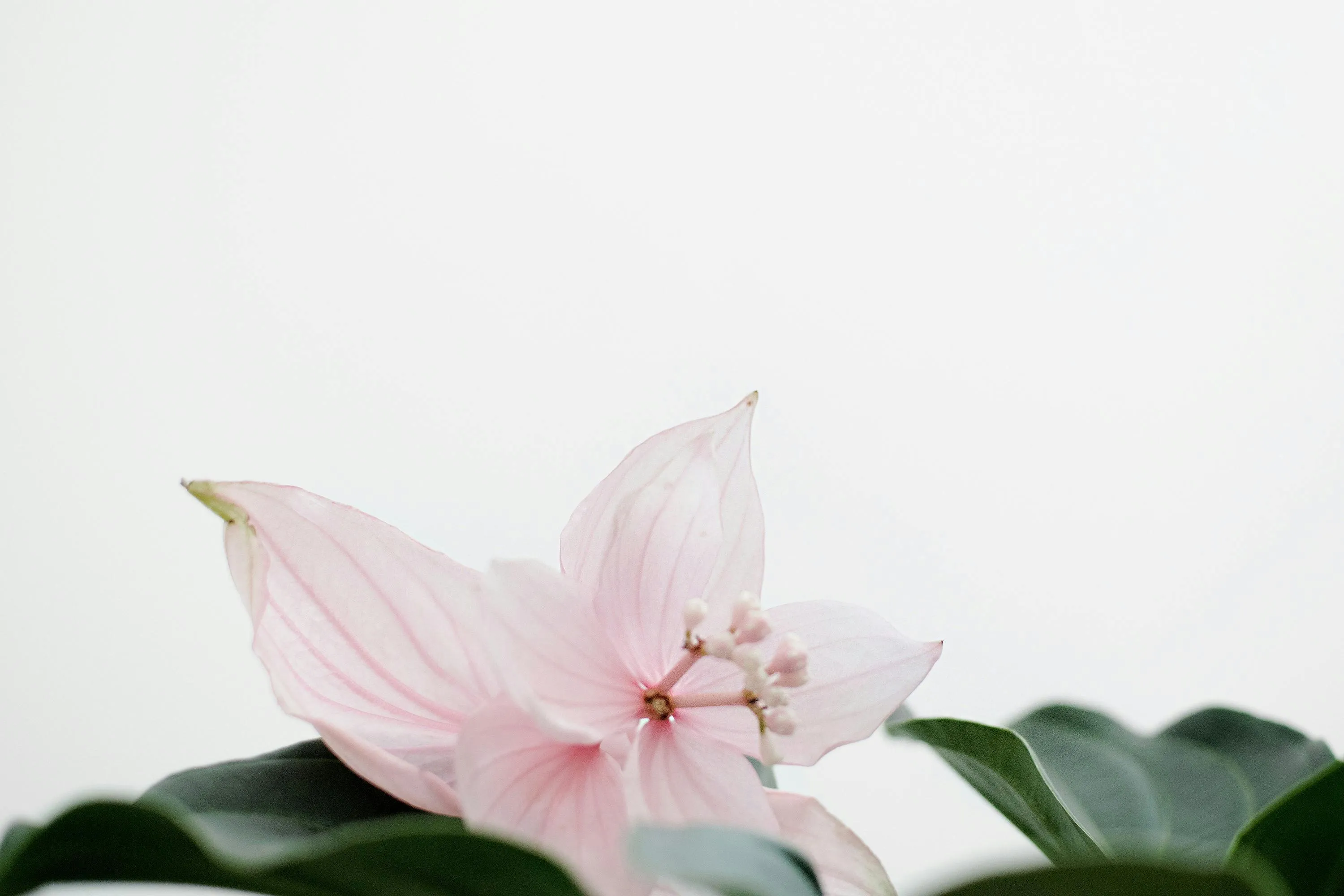 Delicate white and pink flower on a minimal background image