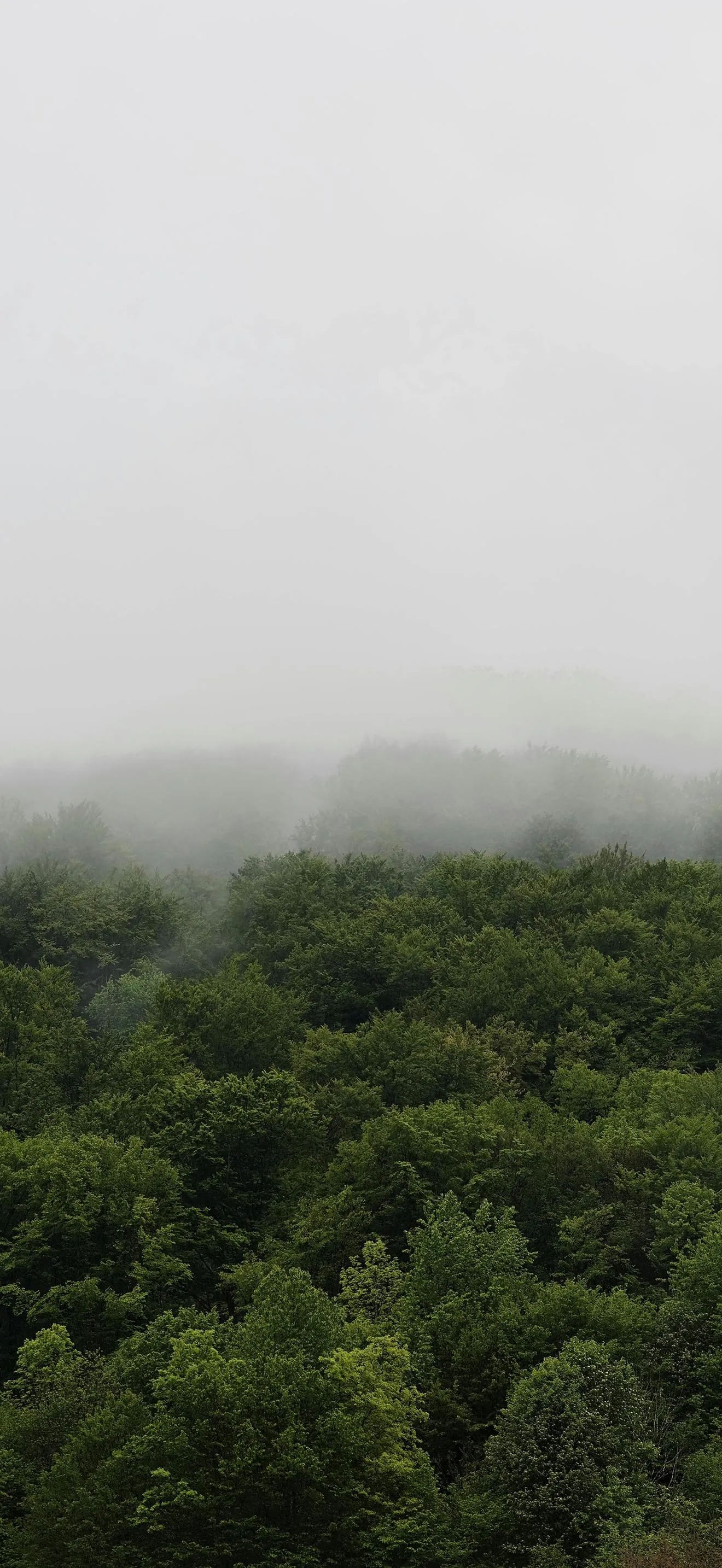 Dense Green Forest Covered in Morning Mist and Fog