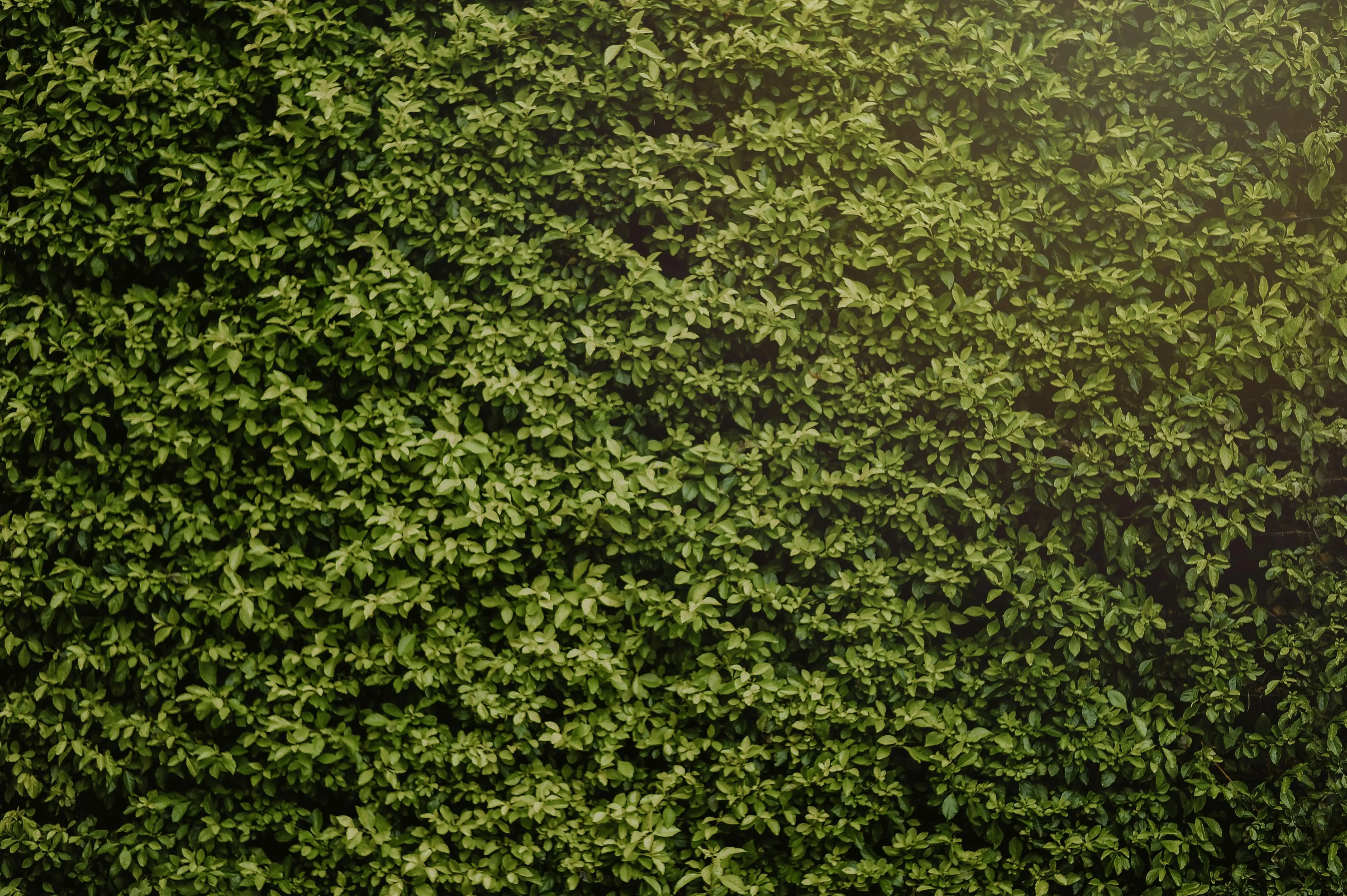 Dense green leafy background with sunlight free Wallpaper