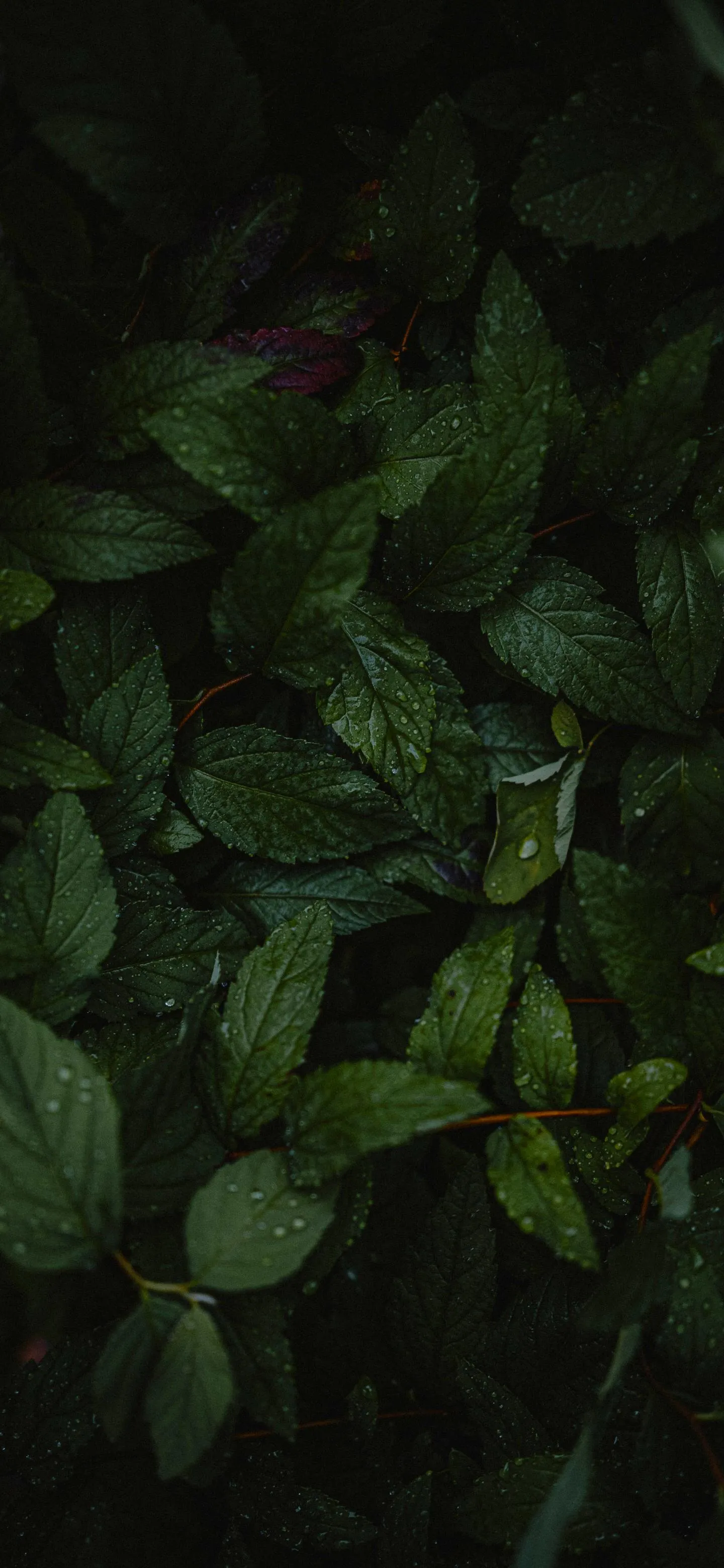 Dense Green Leaves Close Up Natural Background Wallpaper