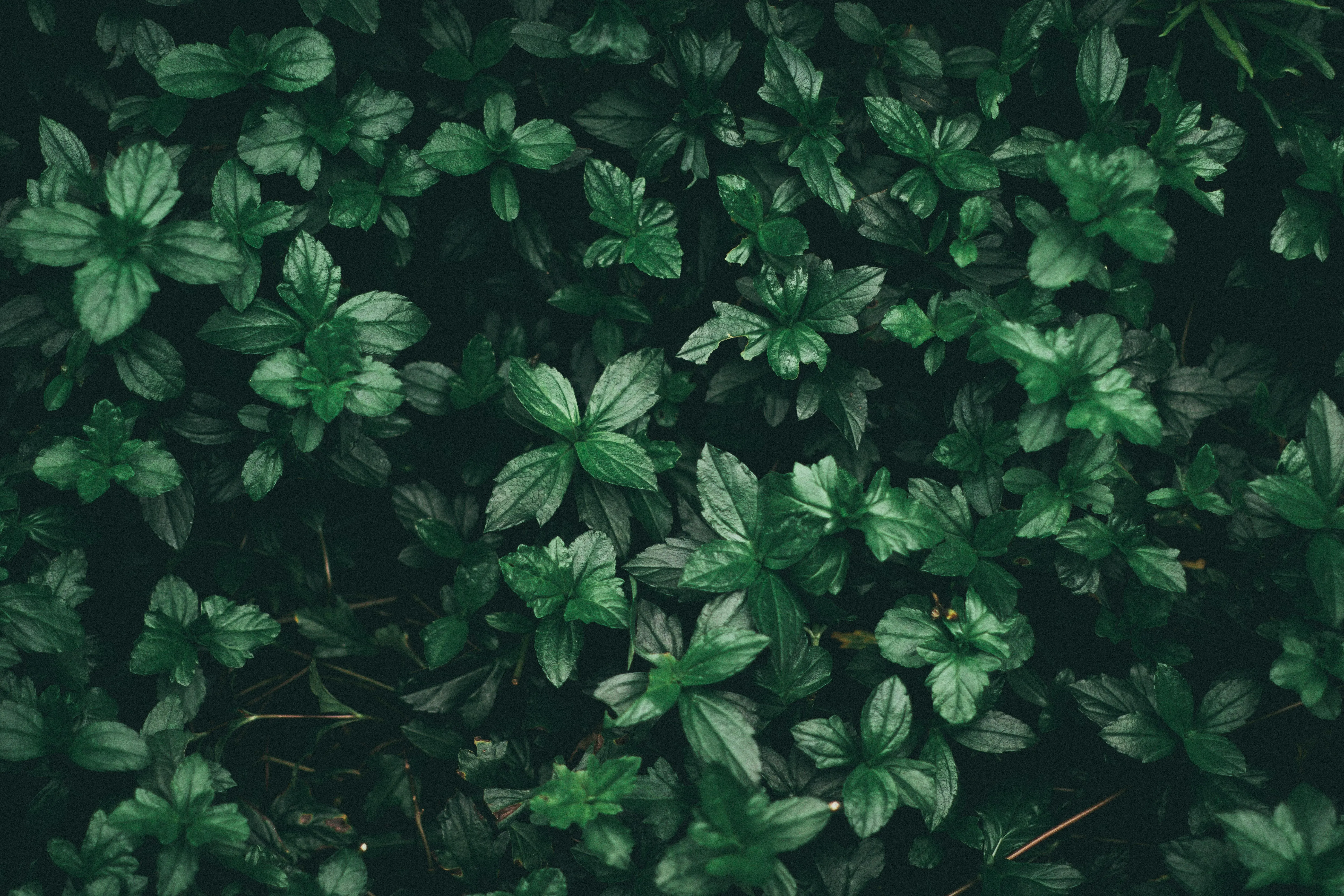 Dense green leaves creating a natural foliage pattern image
