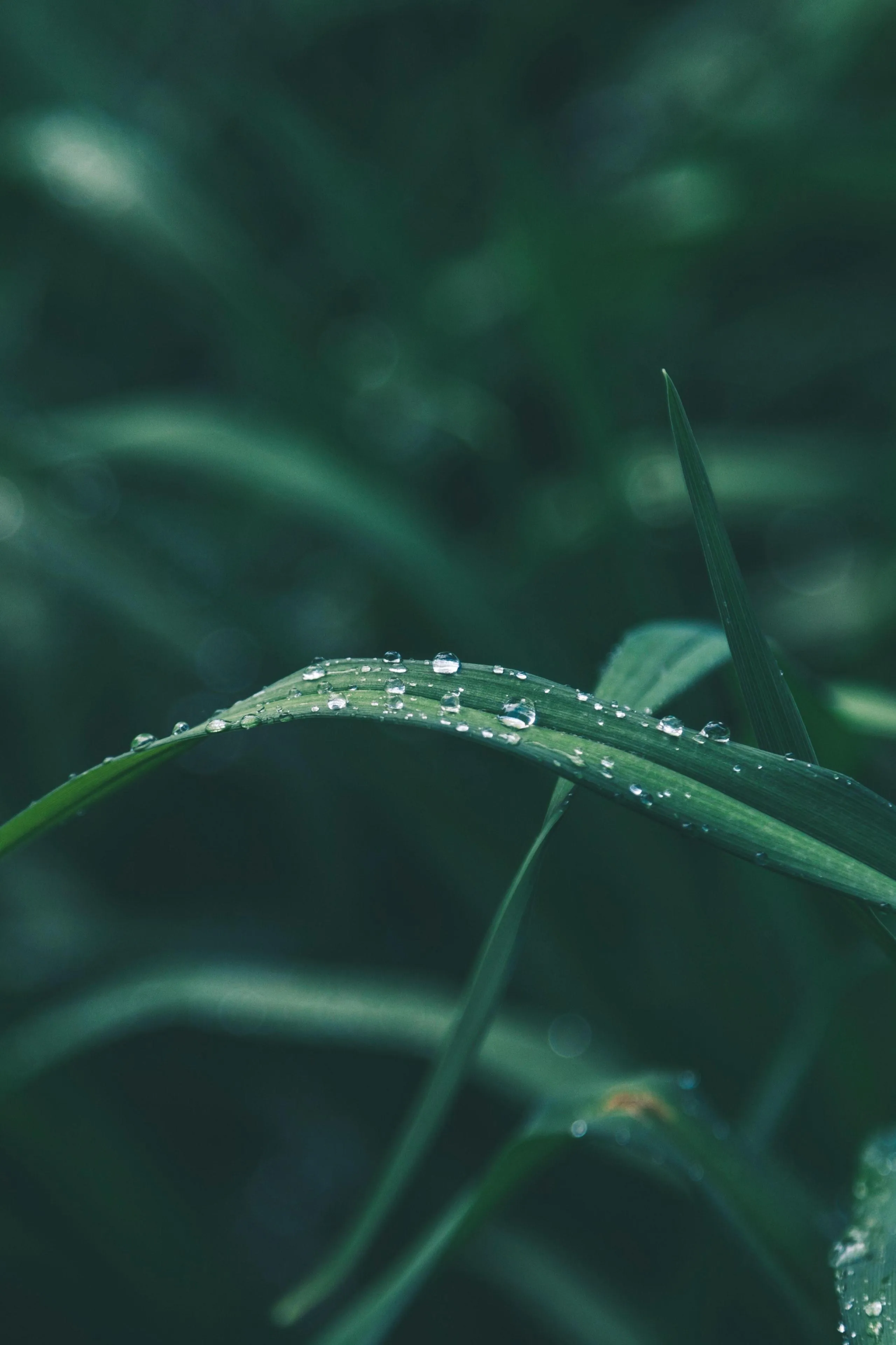 Dew Drops on Grass Blades in Early Morning Light Wallpaper