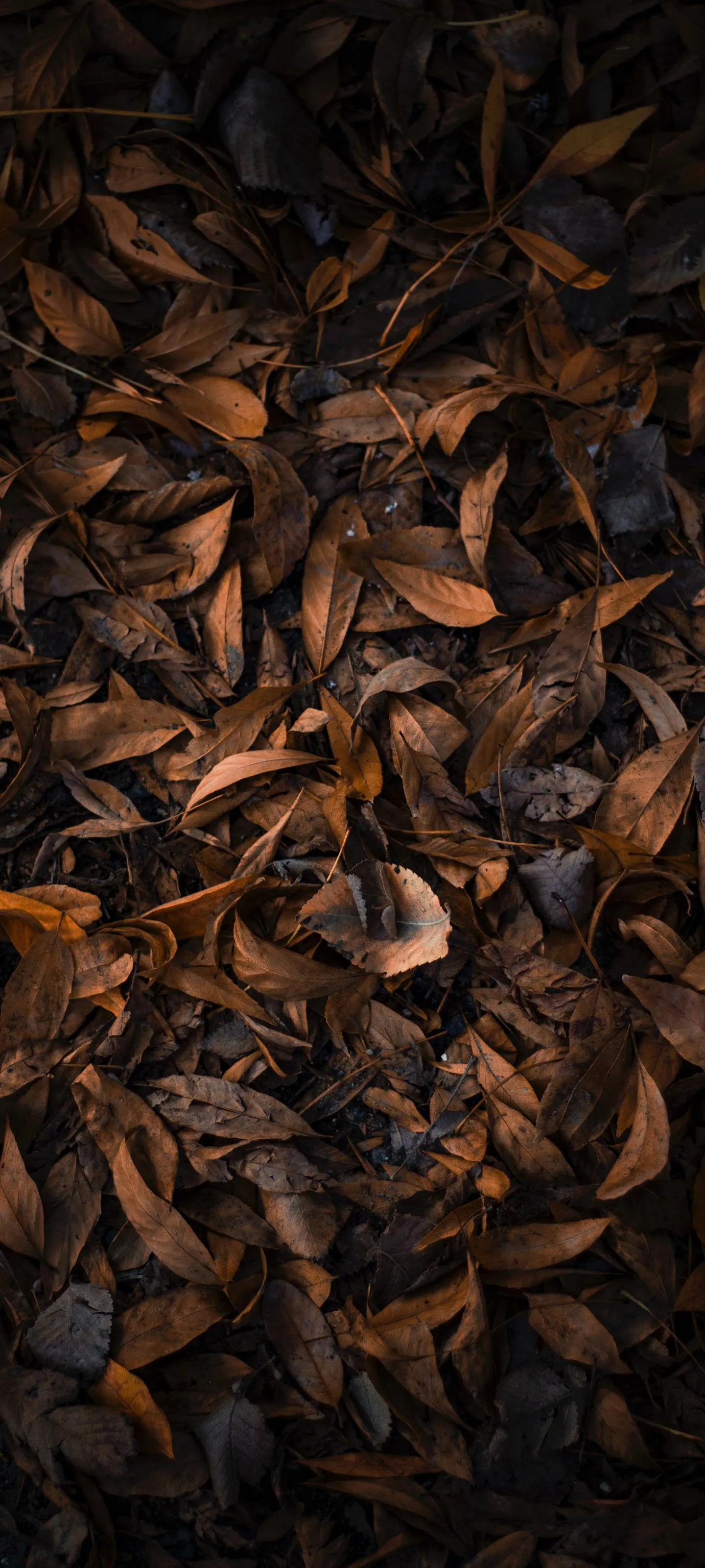 Dry Autumn Leaves Forming Dense Natural Texture Background