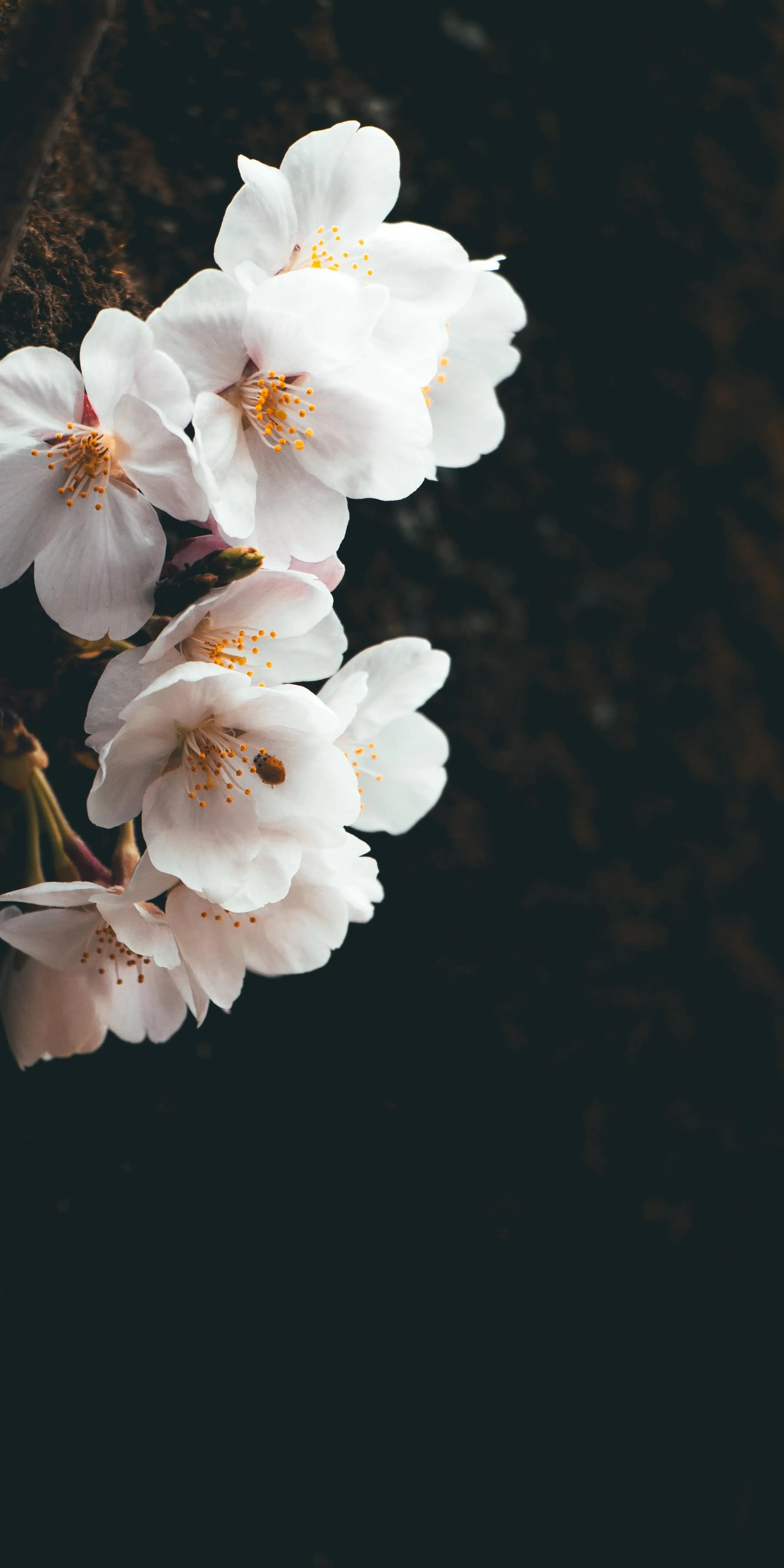 Elegant White Blossoms on Dark Background in Bloom image