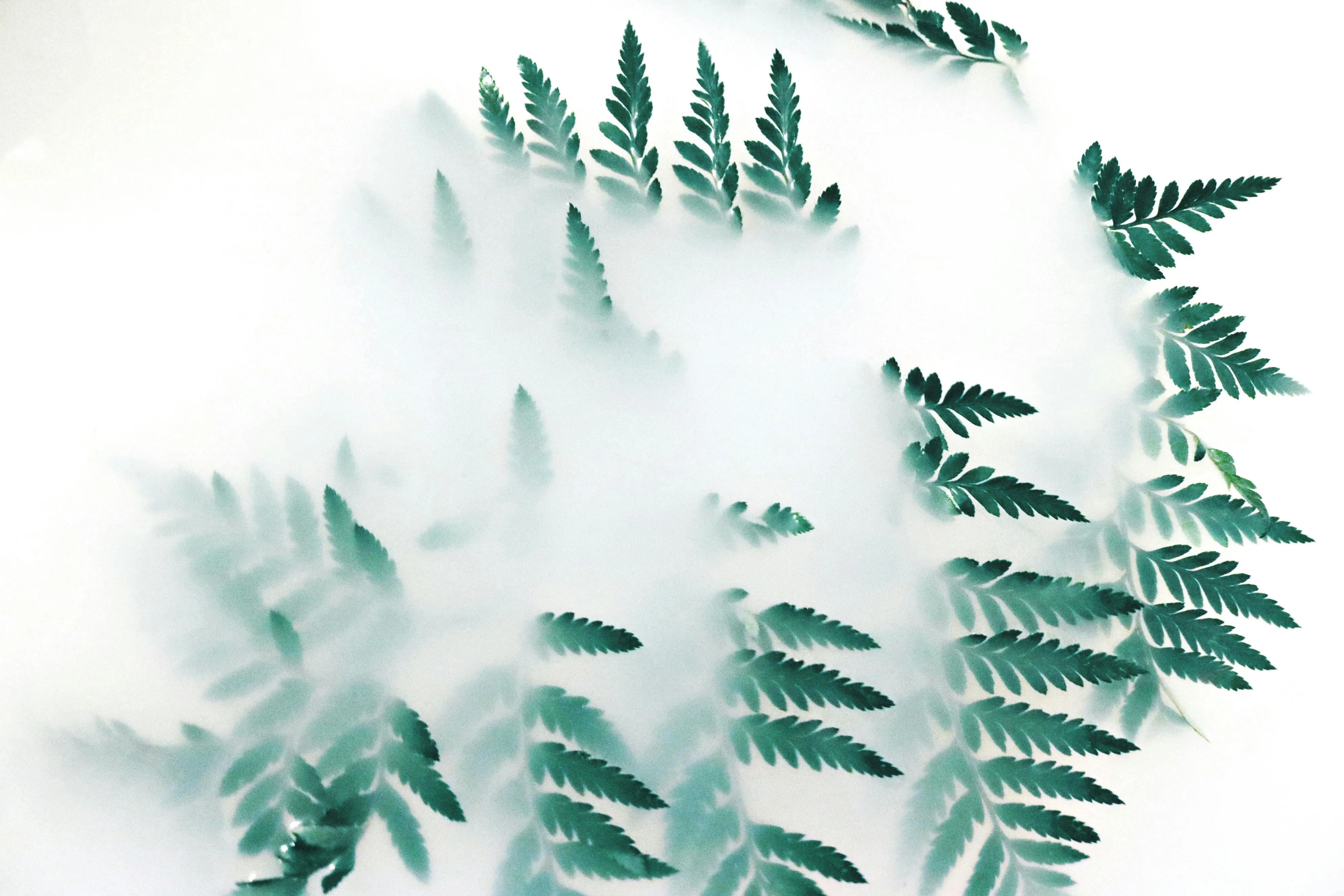 Fern leaves covered in soft white fog Background Wallpaper