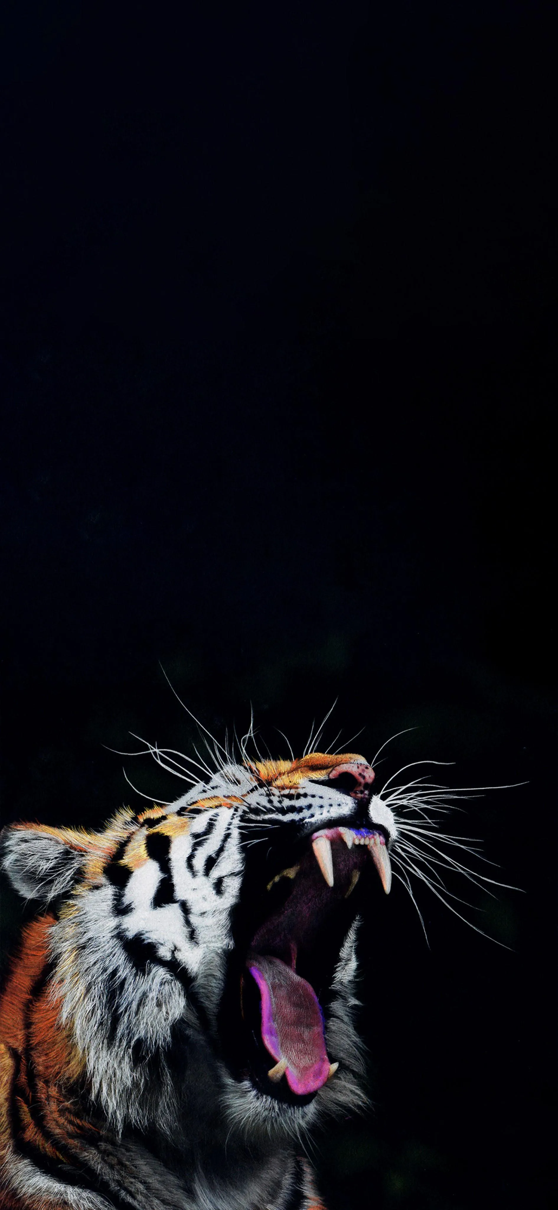 Ferocious Tiger Roaring on Dark Background Wallpaper