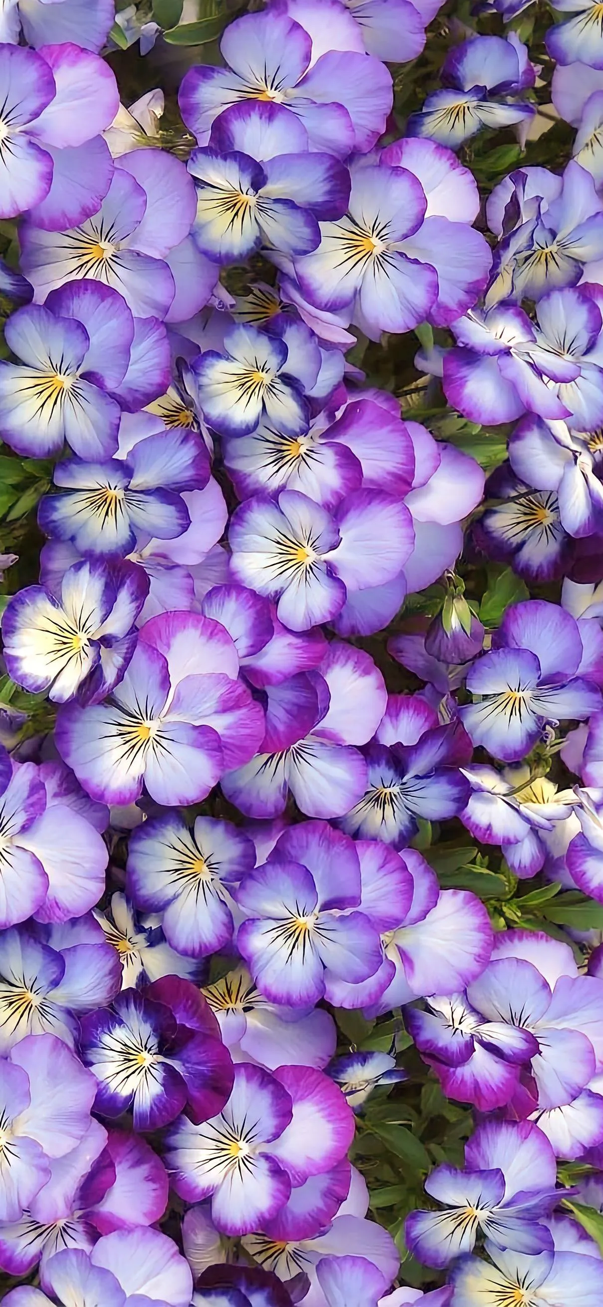 Field of Violet Flowers in Bright and Dense Close View