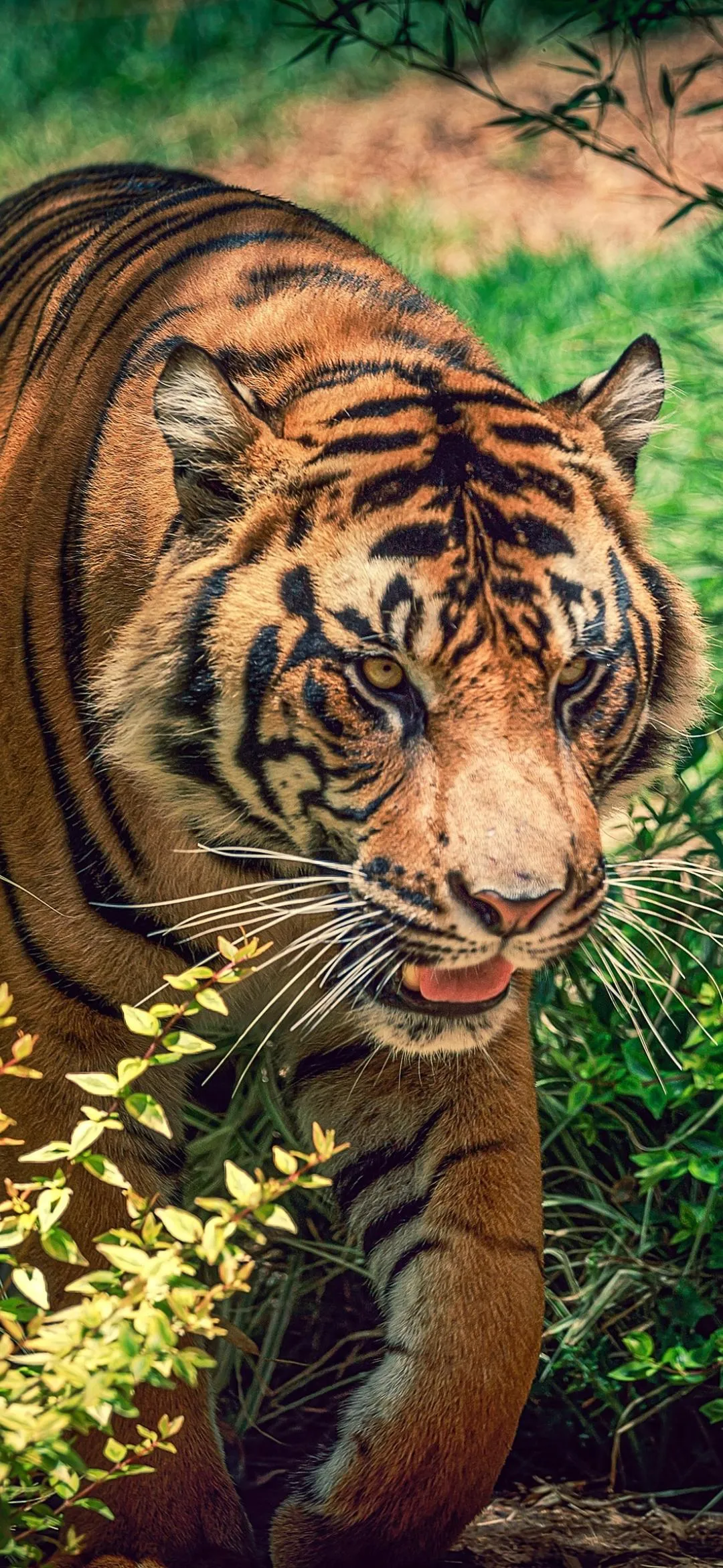 Fierce Orange Tiger in Jungle Habitat Looking Forward