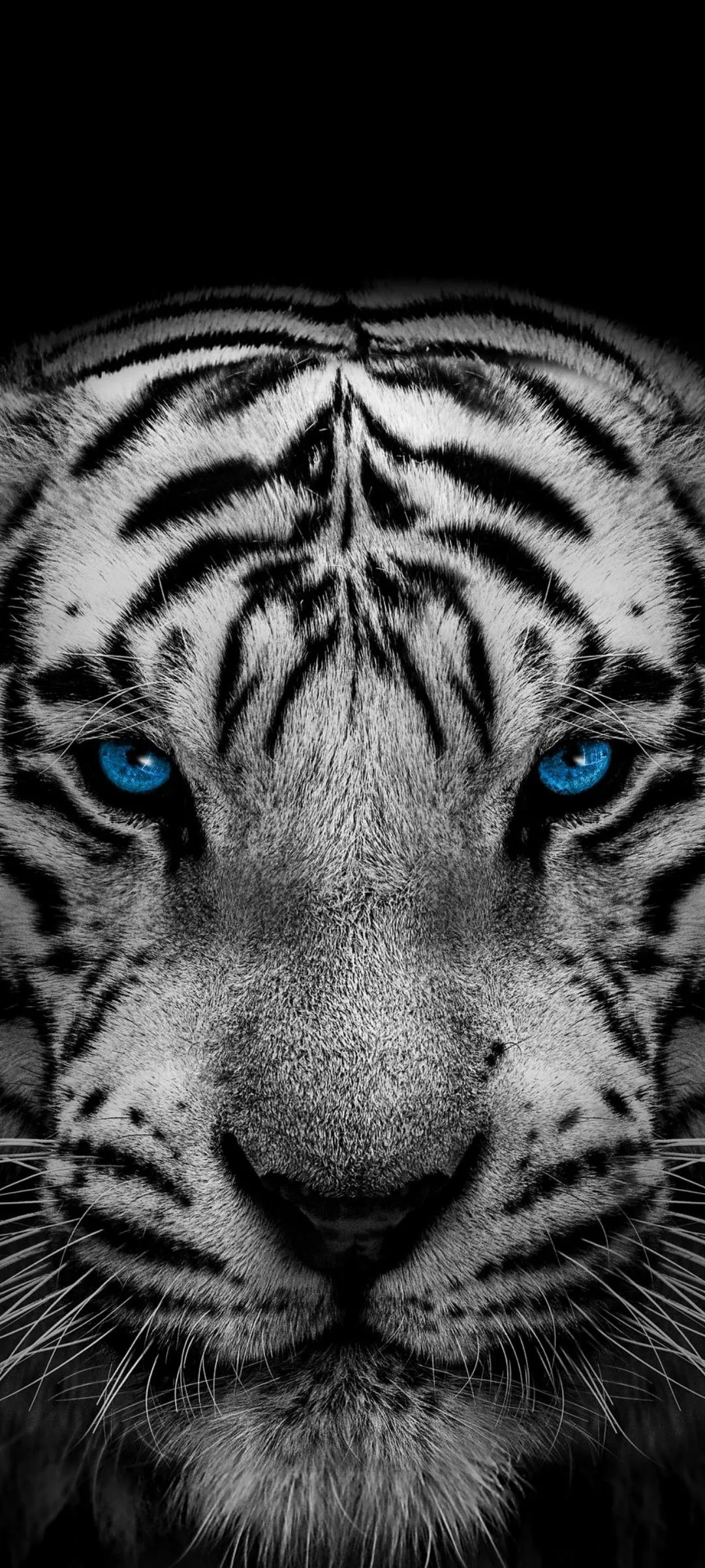 Fierce White Tiger Close Up in Black and White Portrait