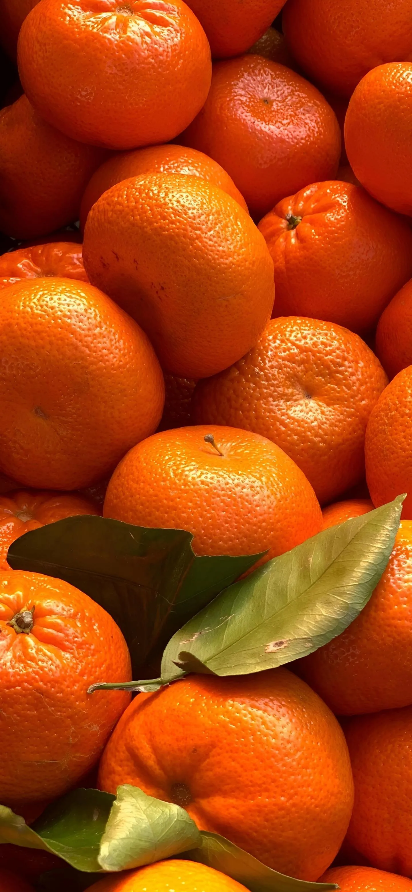 Fresh Bright Orange Tangerines with Green Leaves Mobile