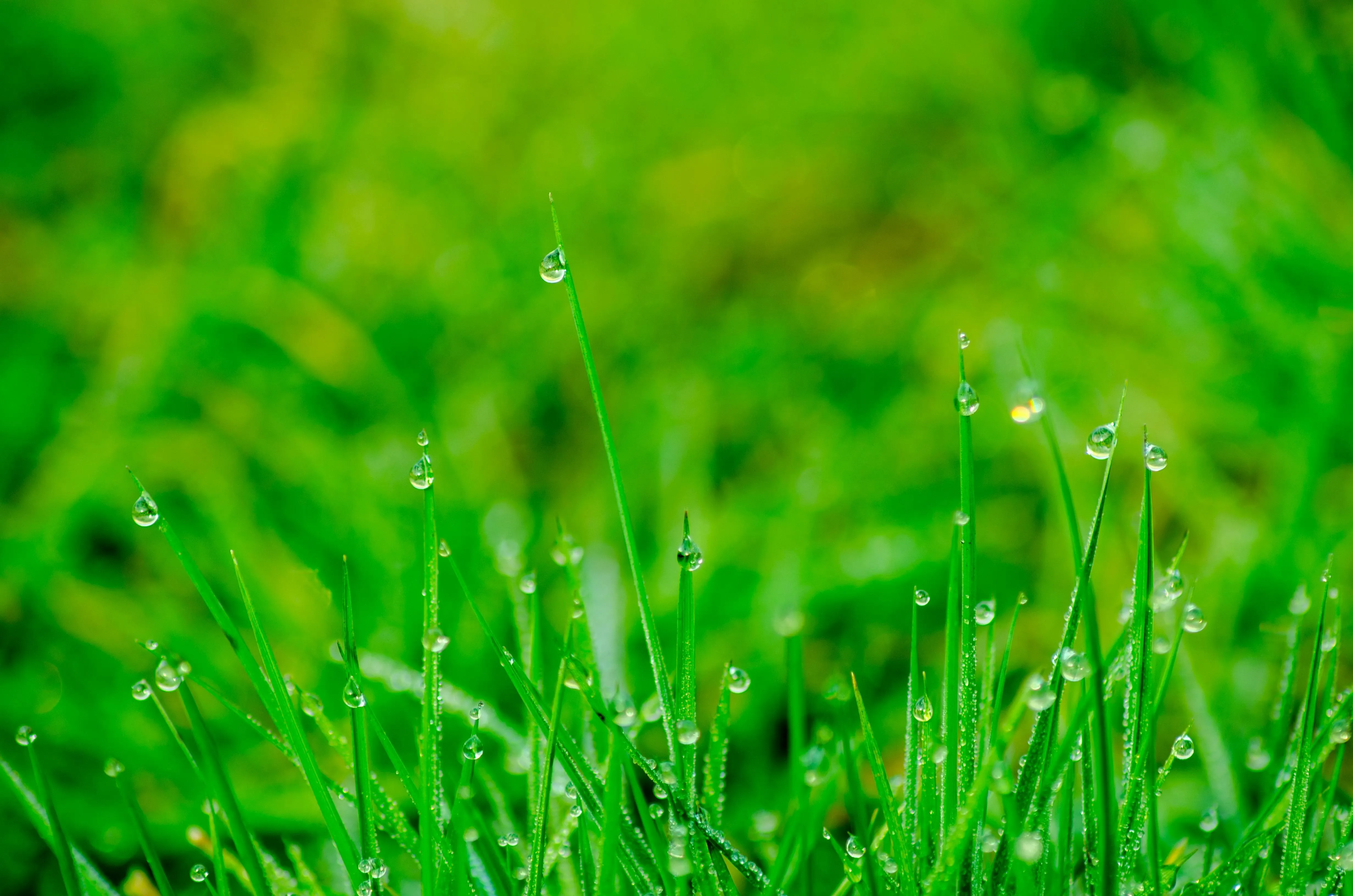 Fresh green grass with dew drops in morning sunlight HD