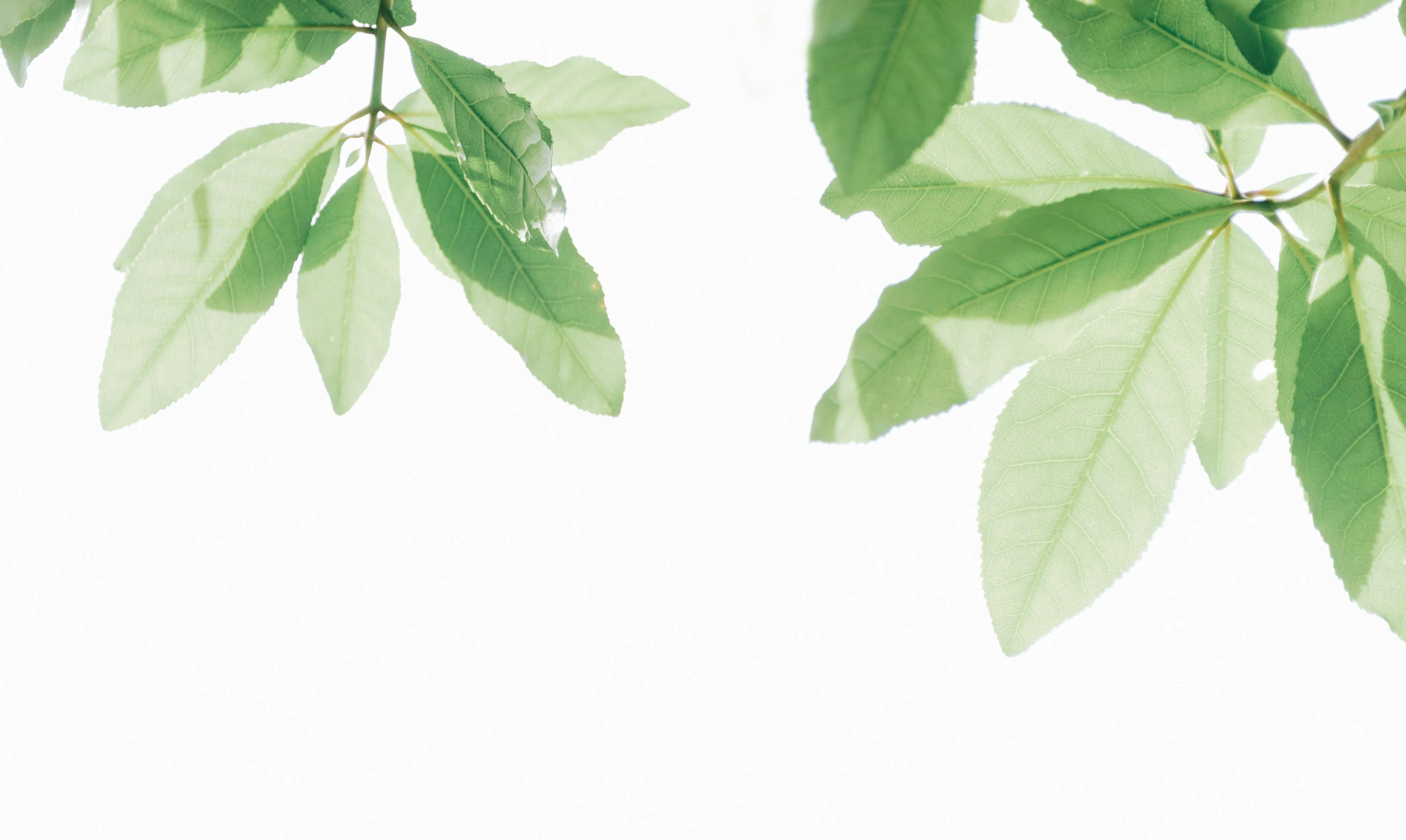 Fresh green leaves on a white background free Wallpaper