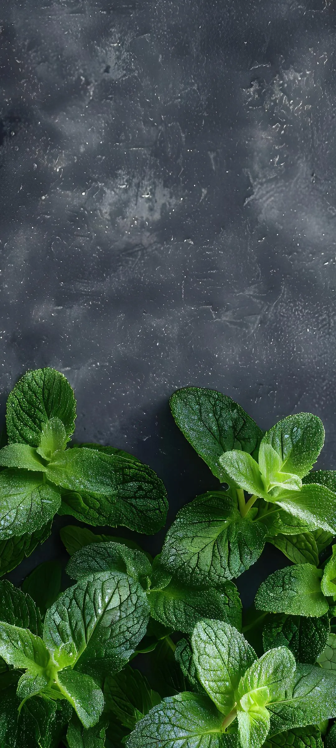 Fresh Green Leaves Texture in Soft Natural Light image