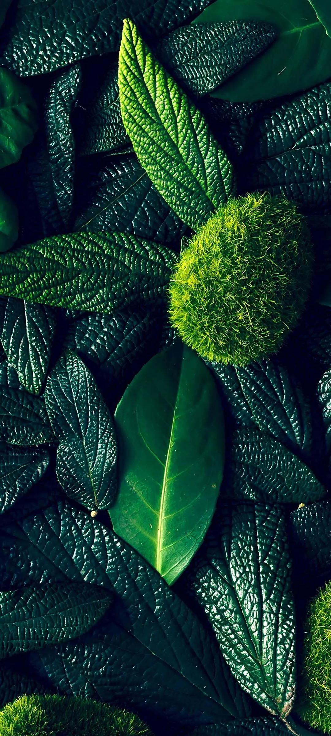 Fresh Green Leaves with Dark Background Texture Wallpaper