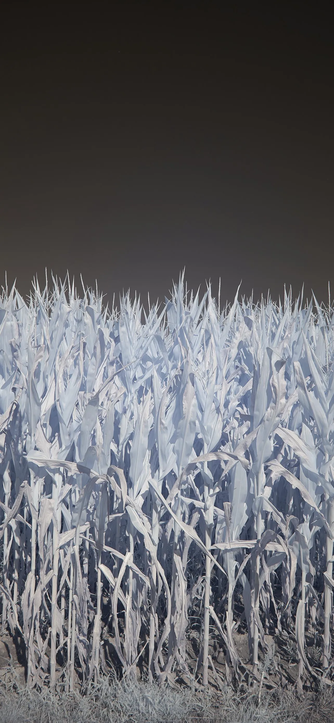 Frost Covered Grass Field in Winter with Brown Background