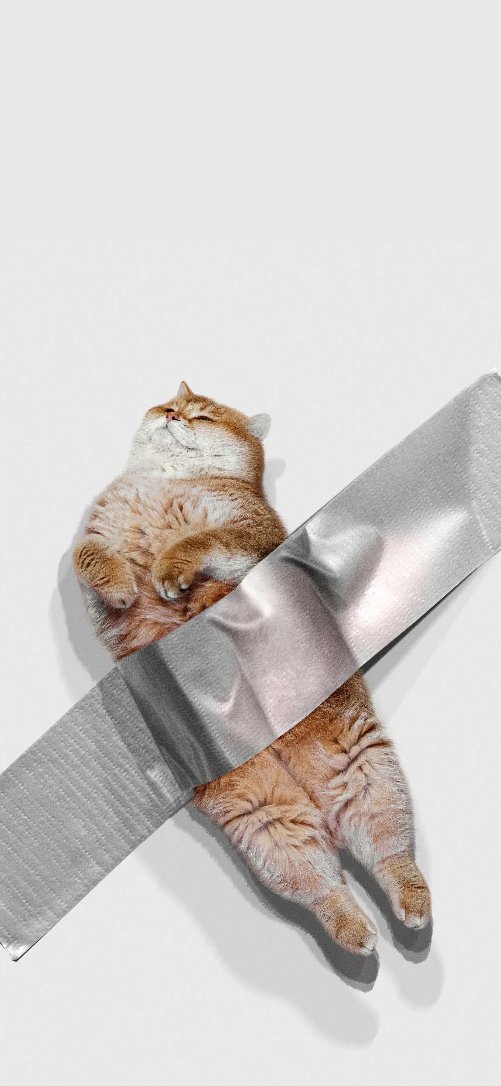 Funny Cat Art with Duct Tape in Modern Minimalist Style