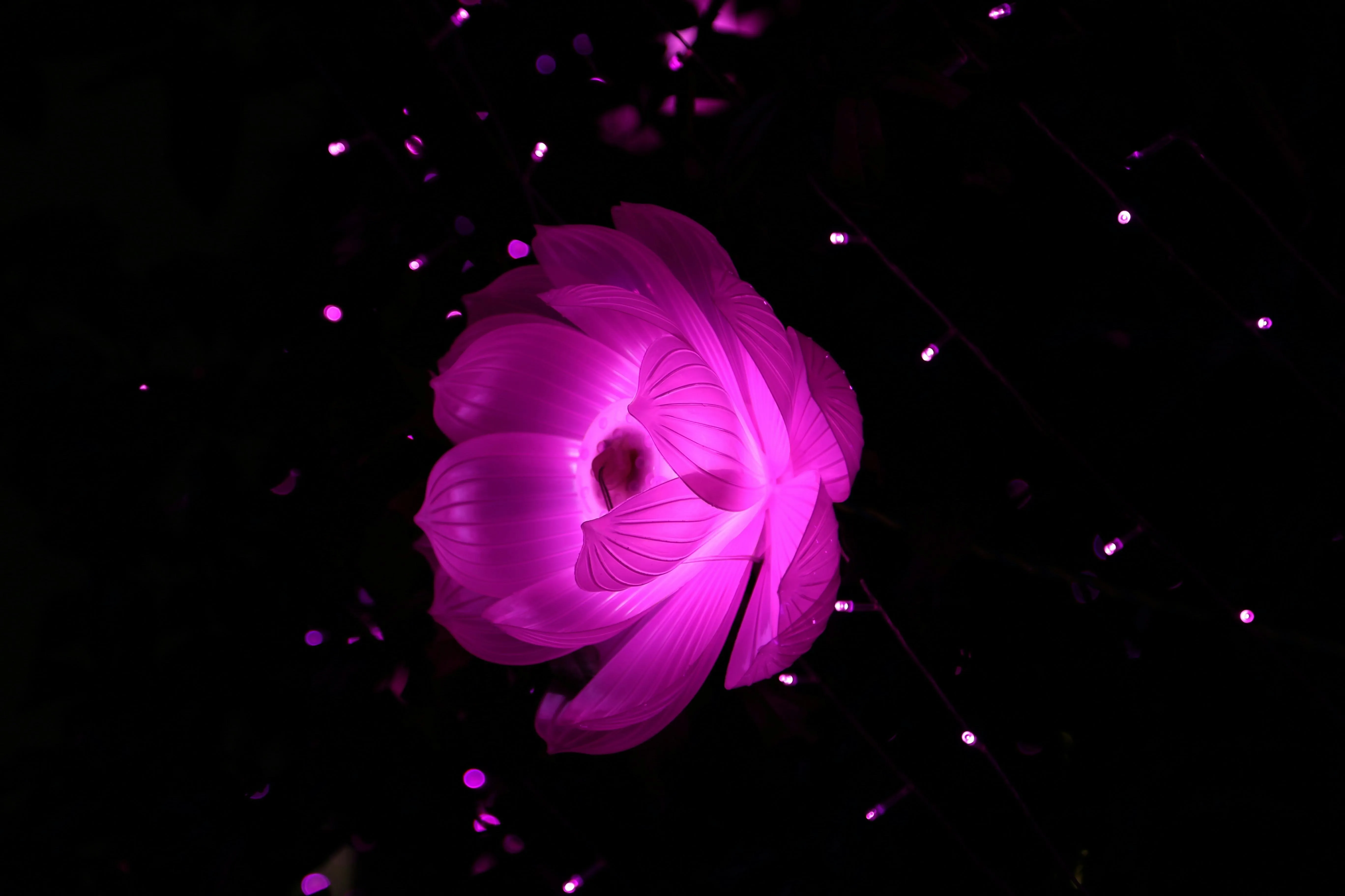 Glowing purple flower with sparkles on a black background