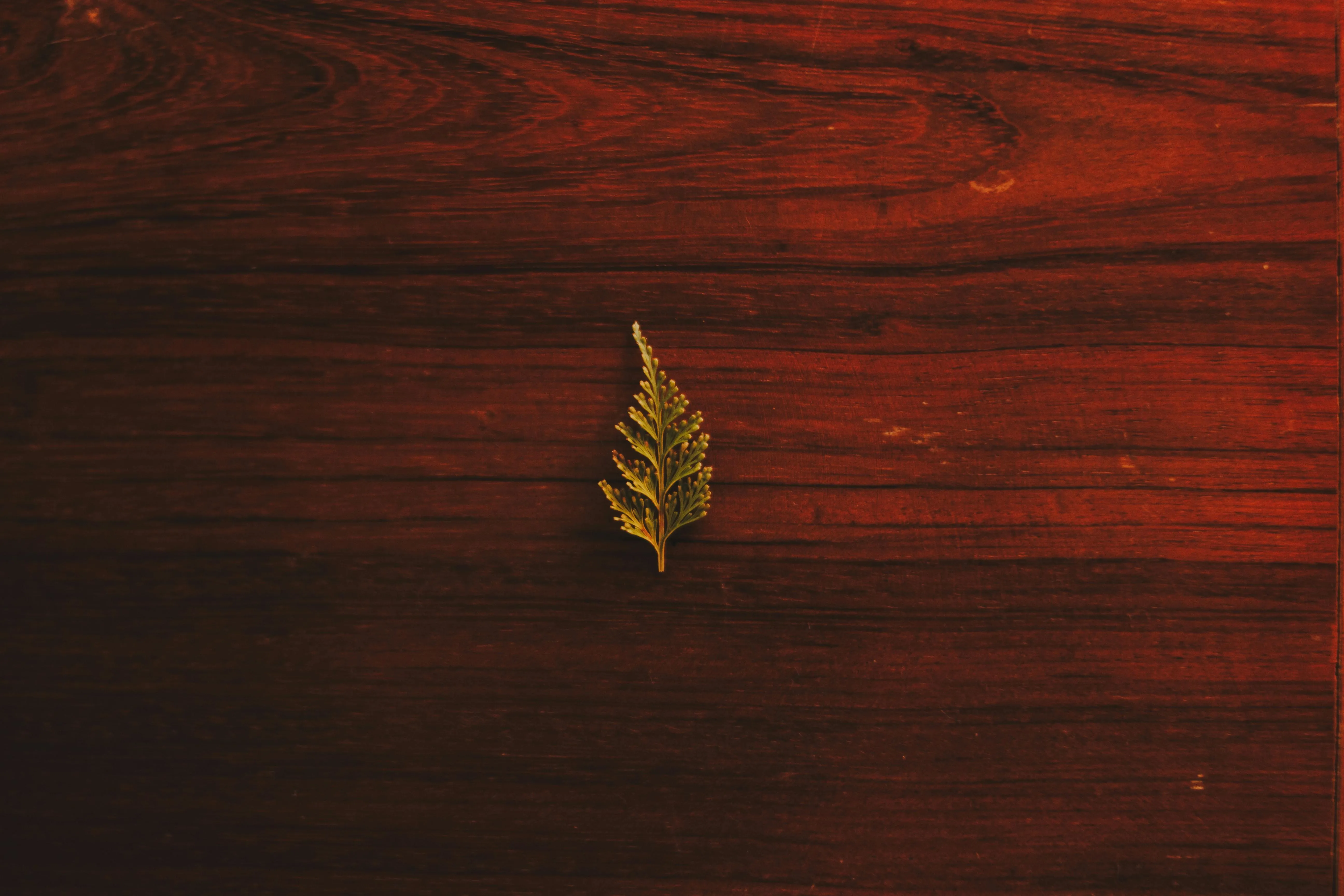 Golden leaf on red wooden surface with dramatic lighting