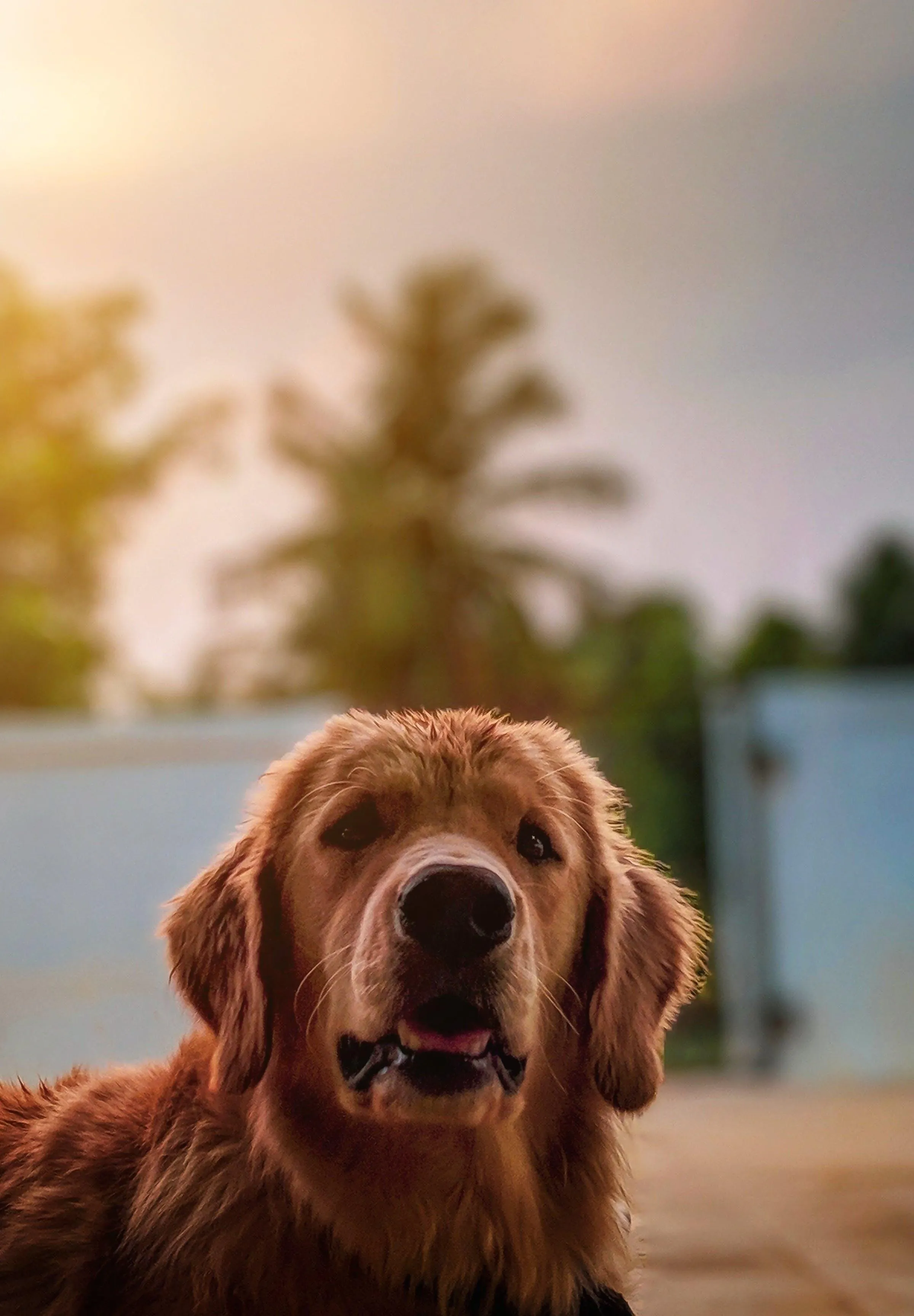 Golden Retriever Sitting Calmly in Sunset Light Wallpaper