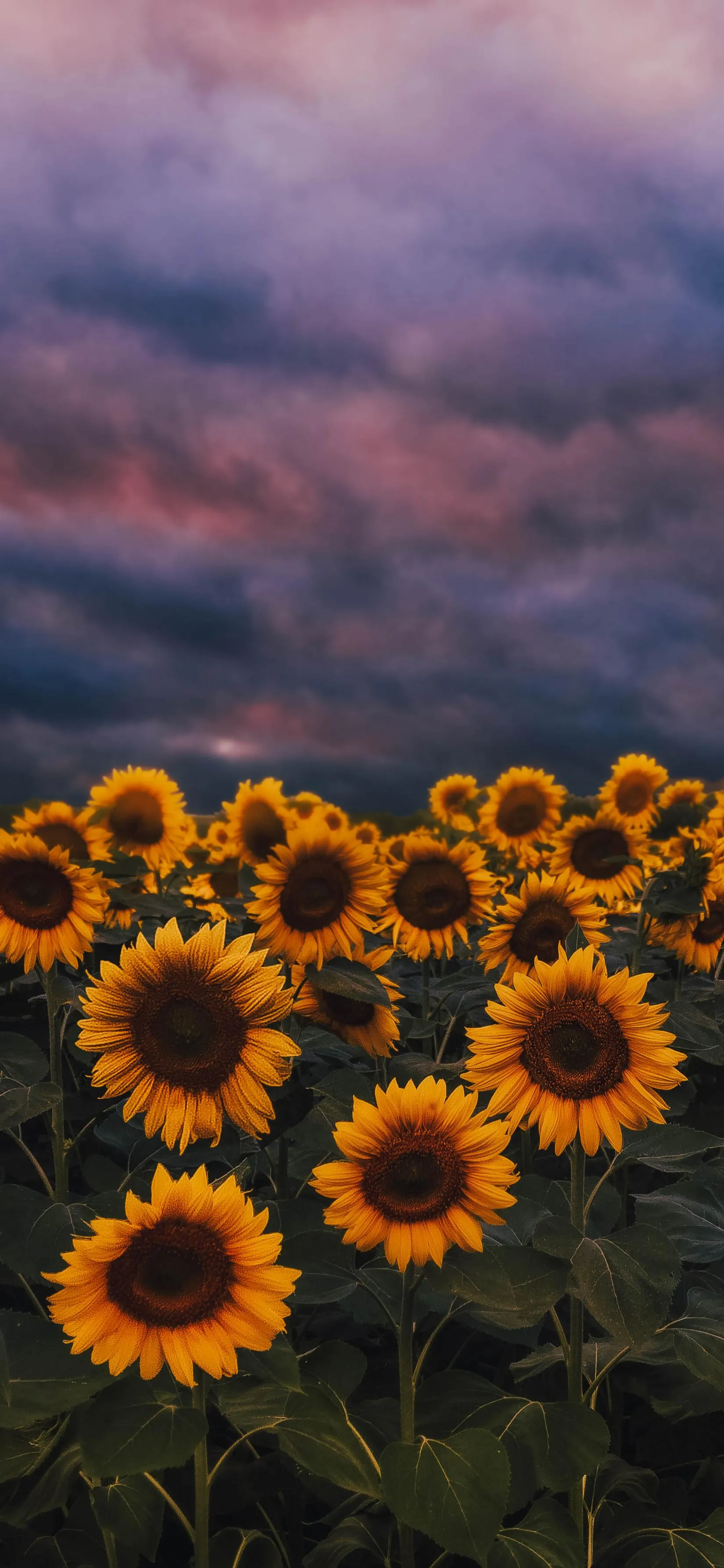Golden Sunflowers Under a Peaceful Evening Sky Wallpaper