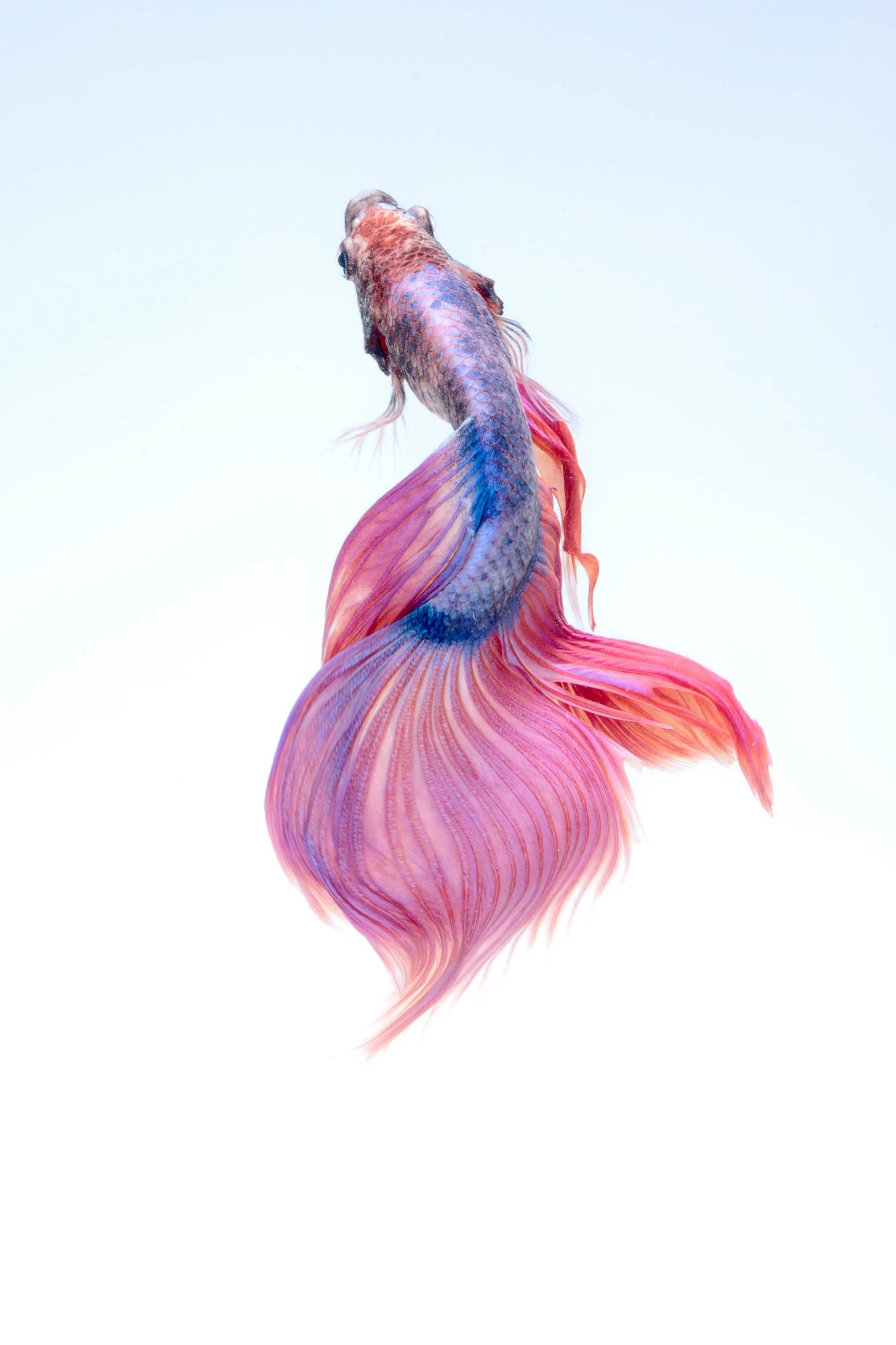 Graceful betta fish with flowing fins on a white background