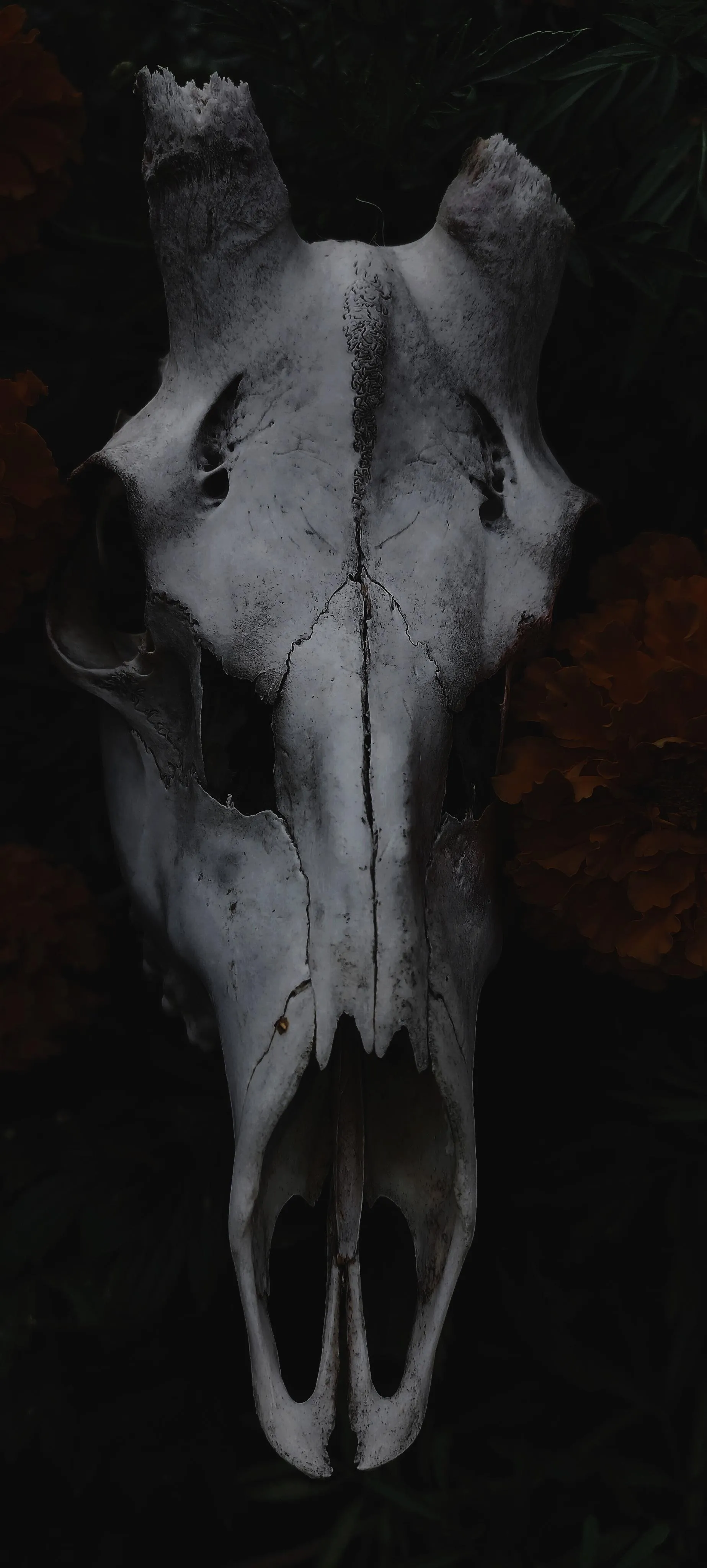 Grayscale Cow Skull Hanging in Abstract Dark Space Wallpaper