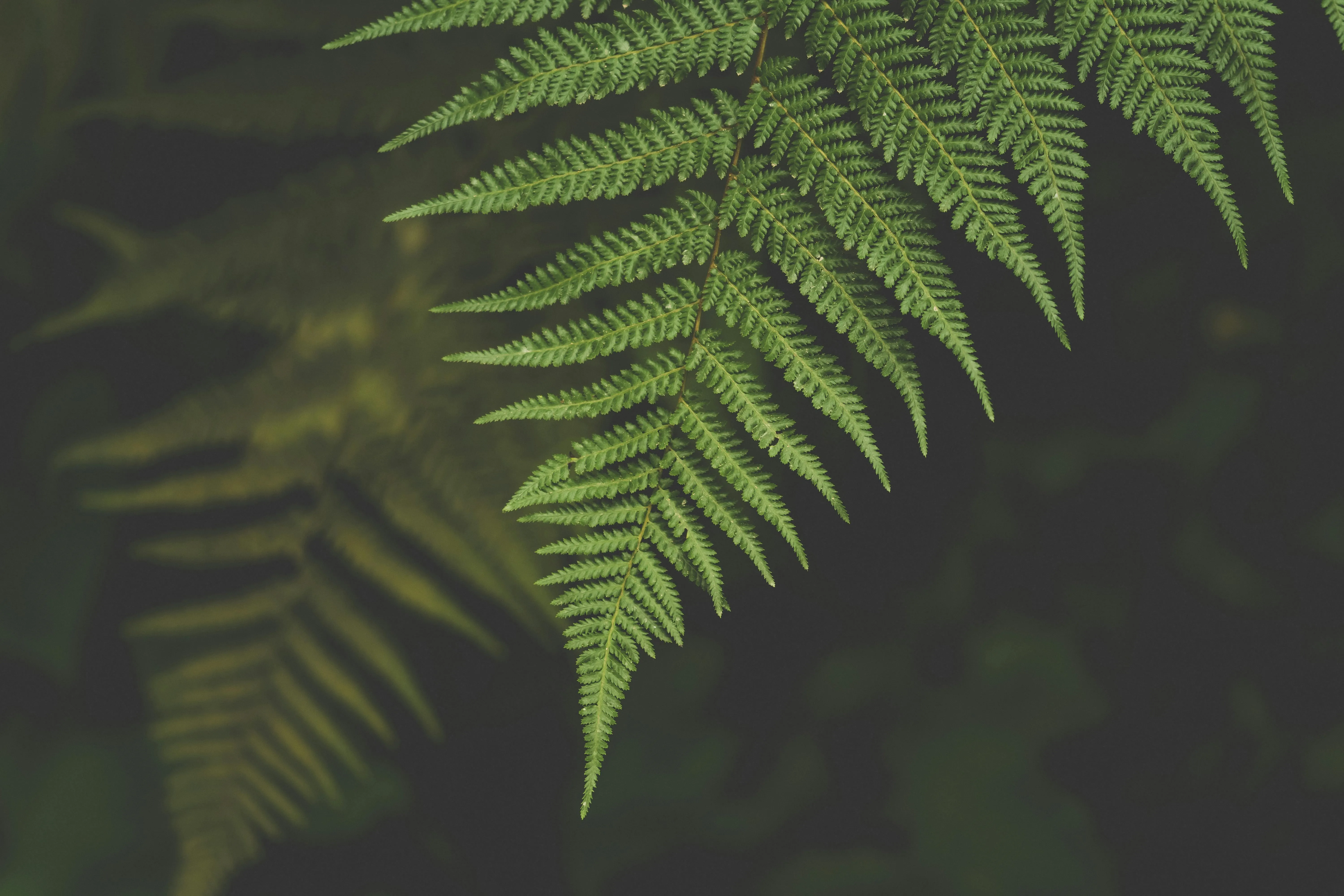Green fern leaf against a dark blurred background Wallpaper