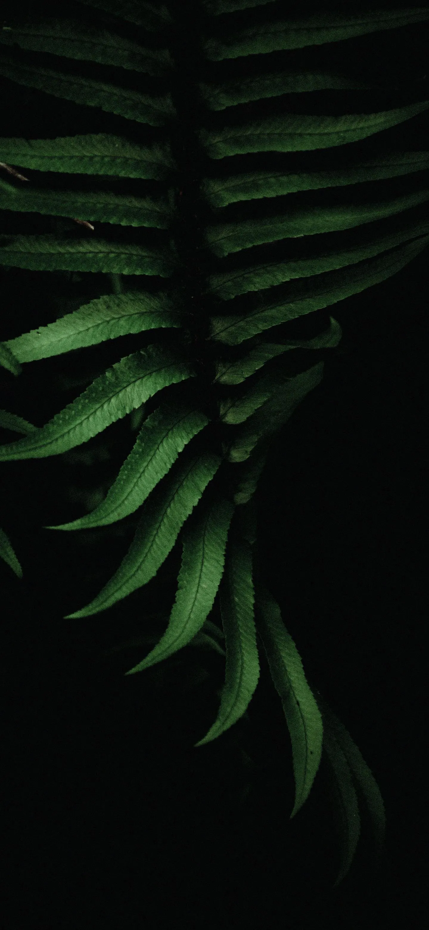 Green Fern Leaf Close Up on Black Background Wallpaper
