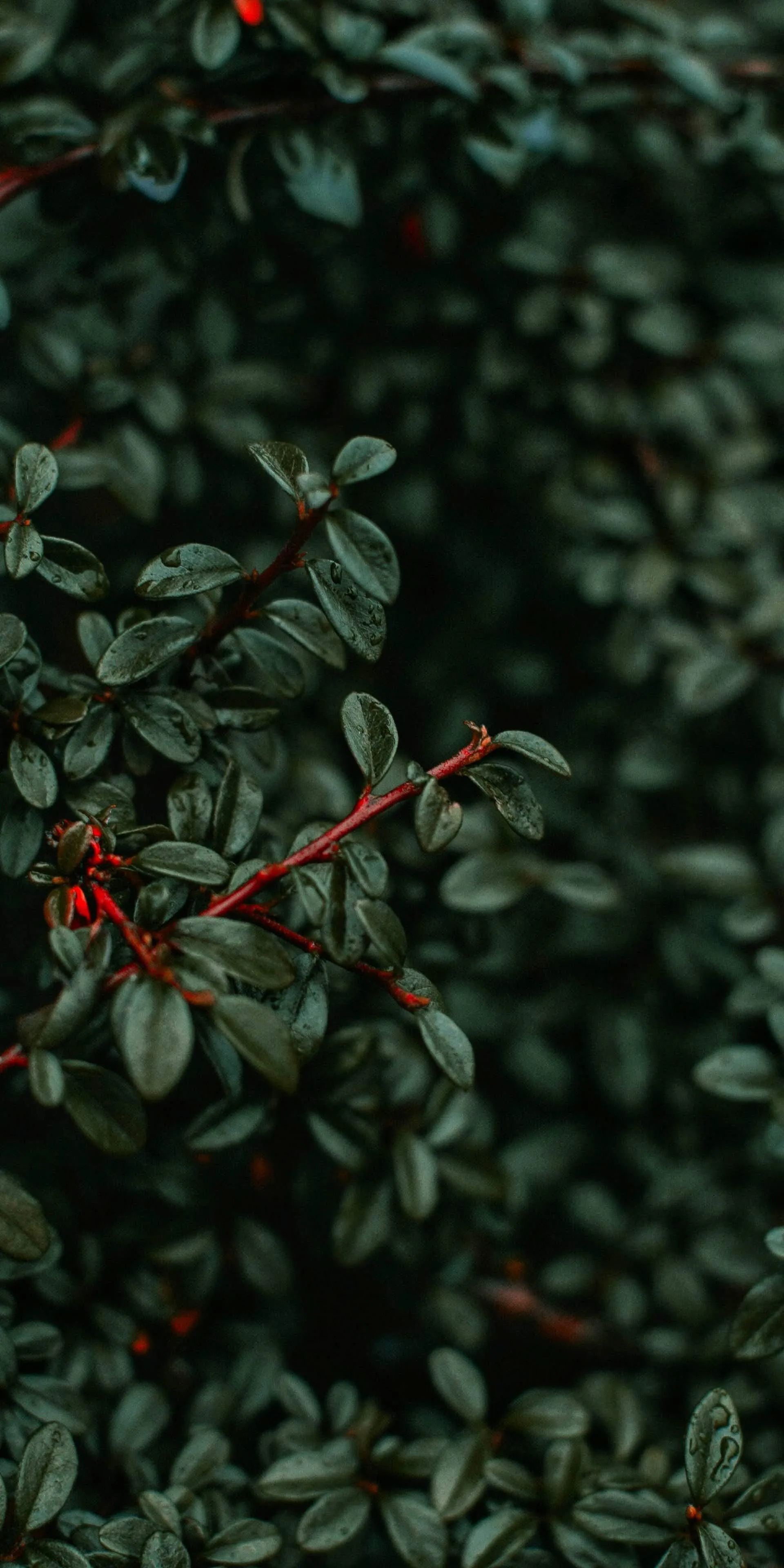 Green foliage with small red berries for nature lovers