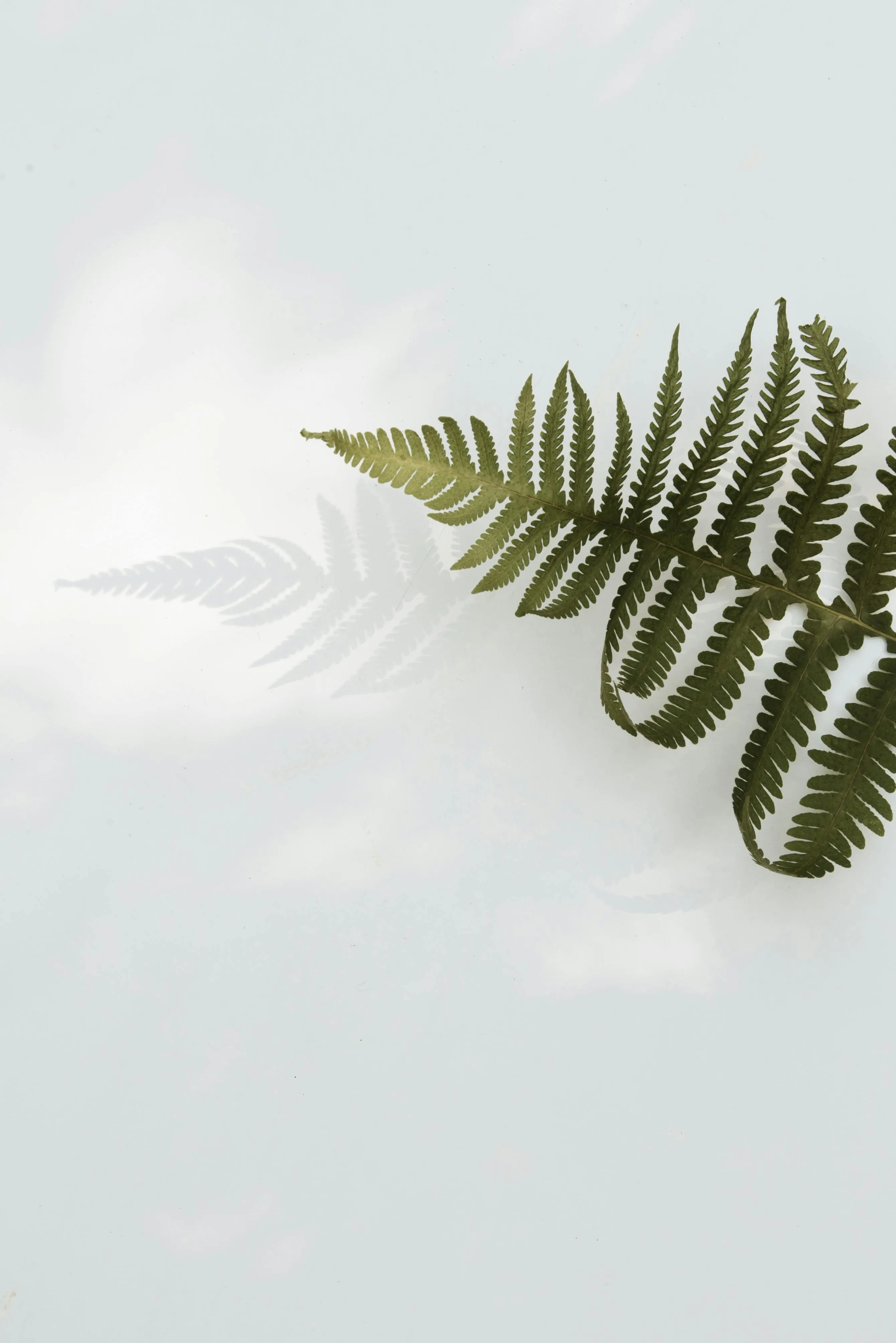 Green leaf casting a soft shadow on white surface Wallpaper