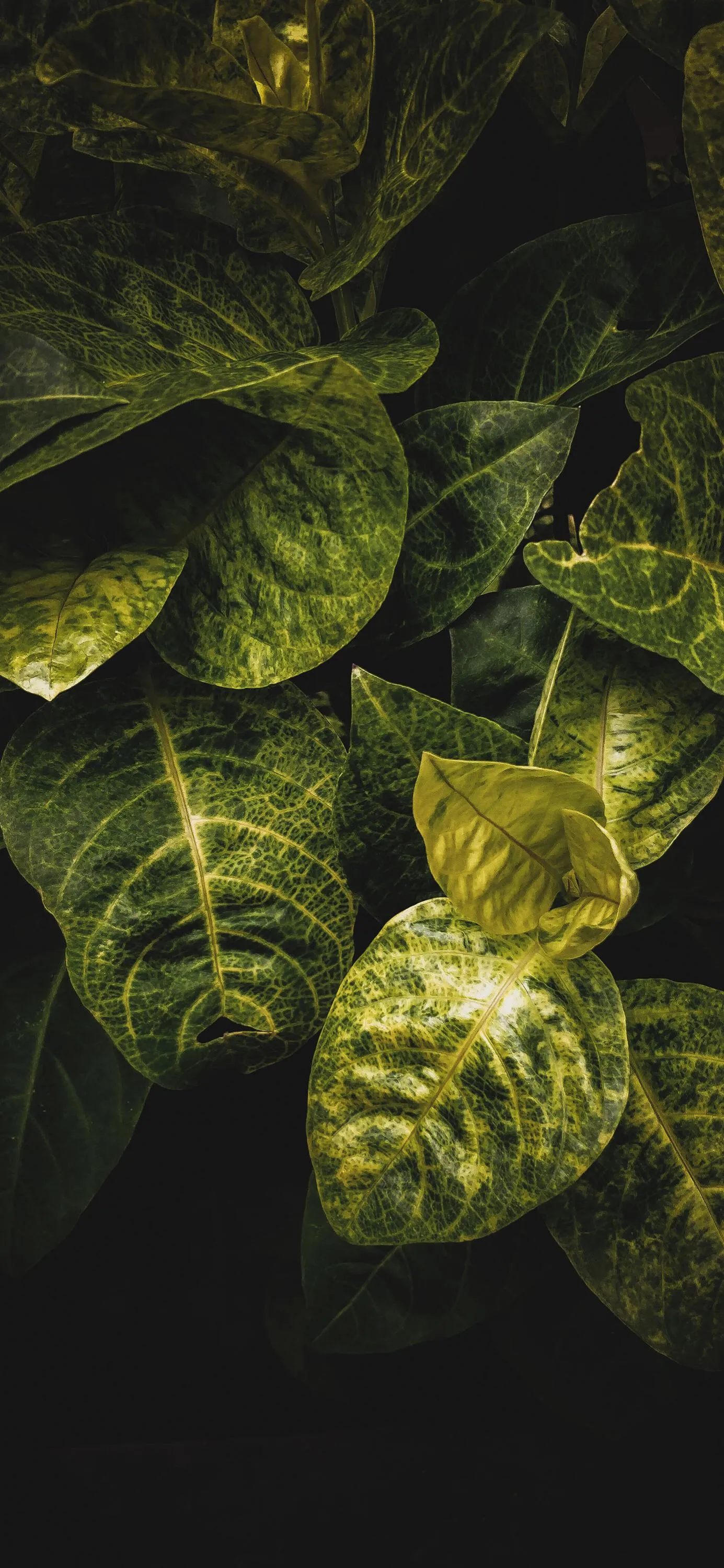 Green Leaf Foliage with Shadows and Natural Jungle Detail