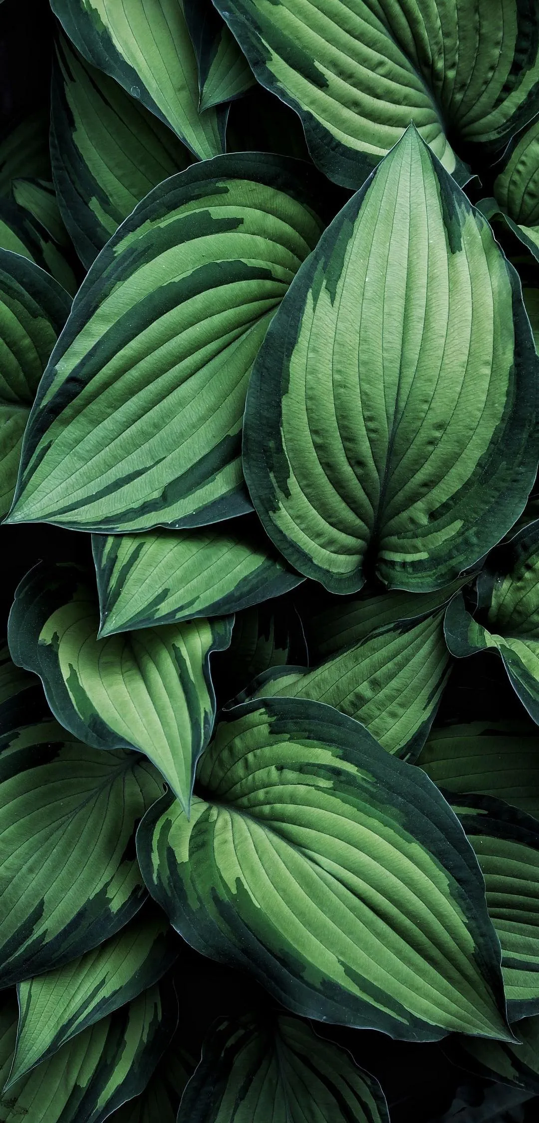 Green Leaf Pattern with Natural Texture and Lighting