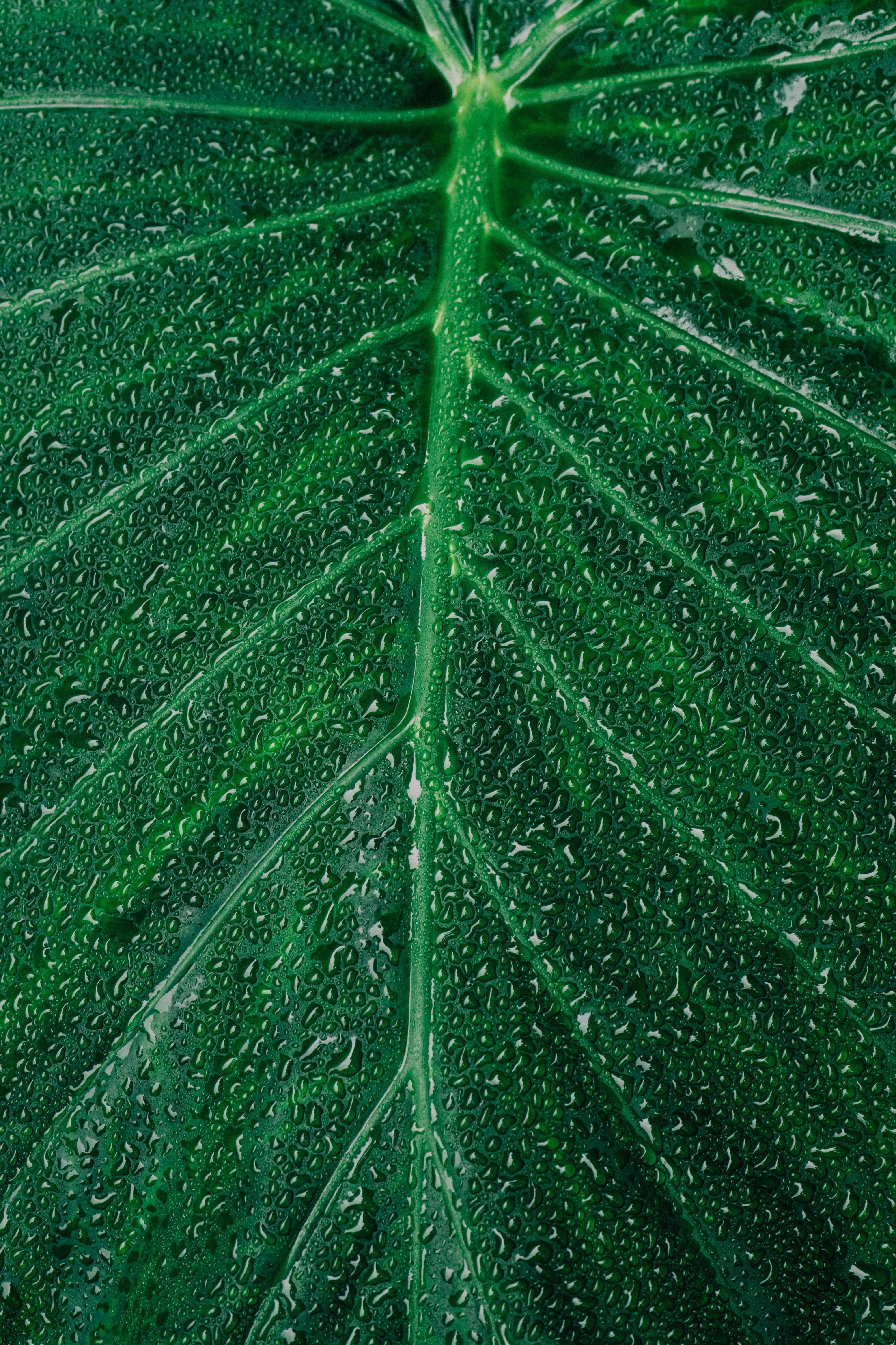 Green leaf with detailed veins and water drops Wallpaper