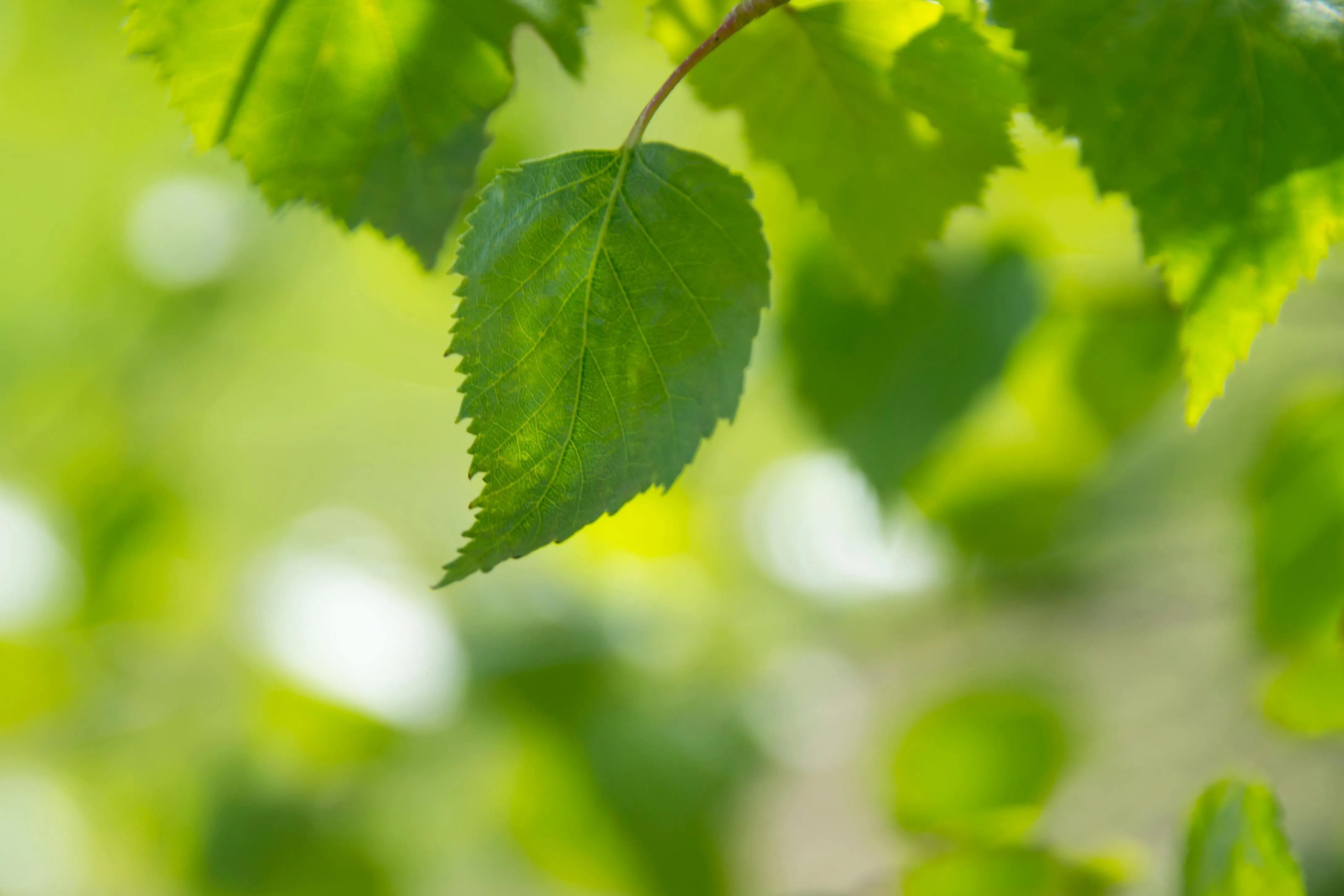 Green leaves glowing in sunlight with blurred background HD