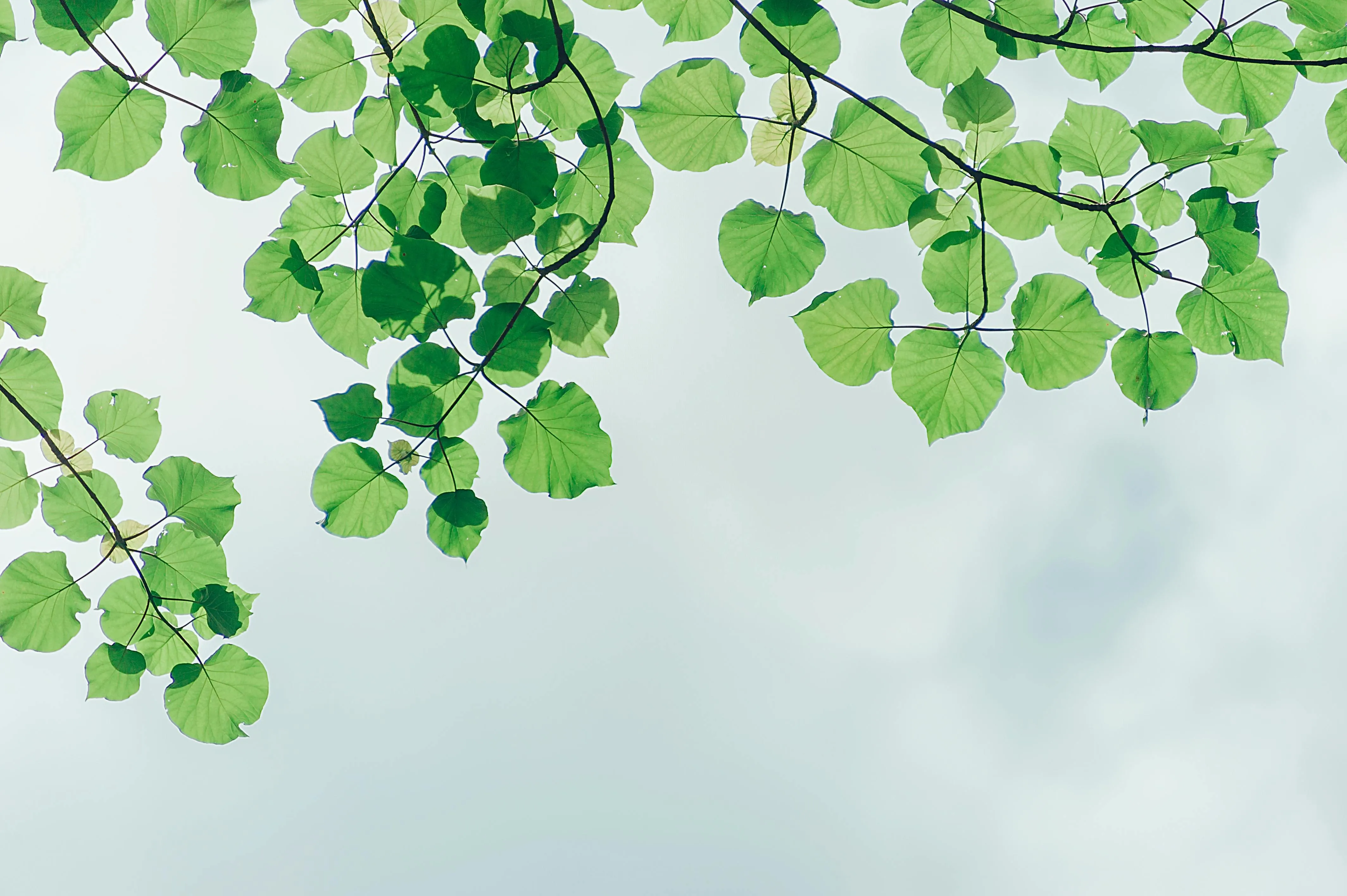 Green leaves on branches against a pale blue sky background